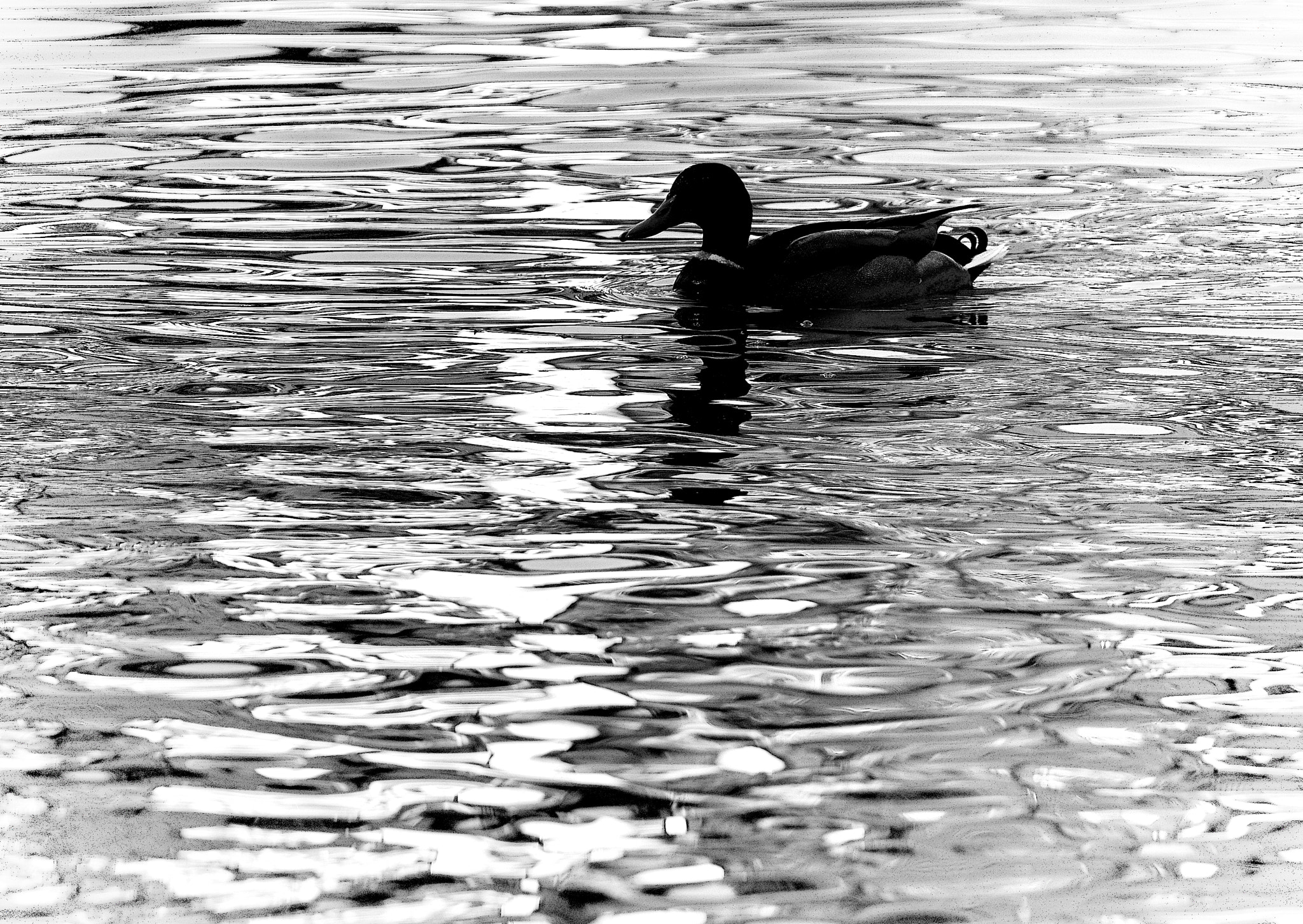 Pentax K-3 II sample photo. Black duck photography
