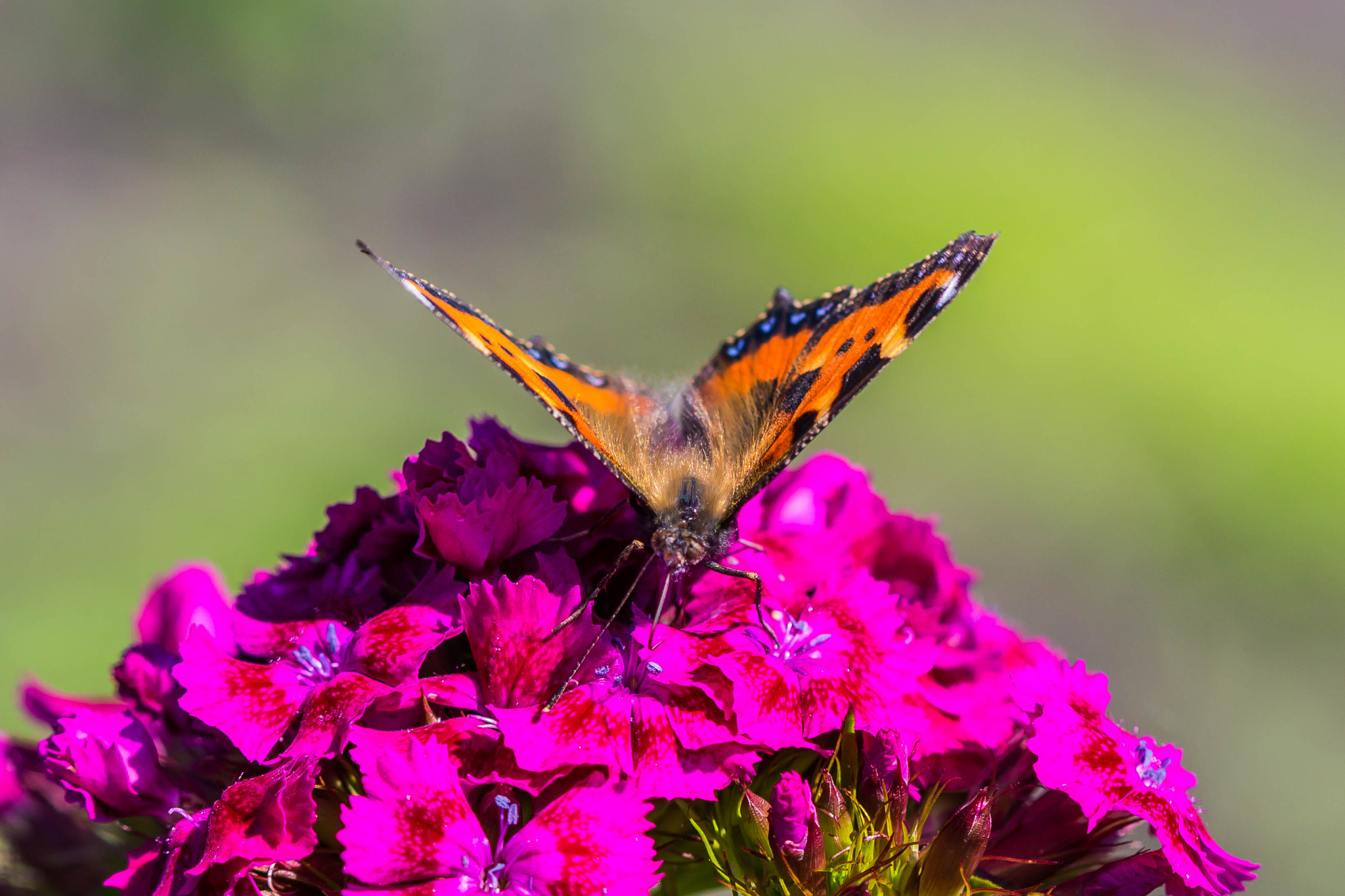 Canon EF 100mm F2.8 Macro USM sample photo. Butterfly photography