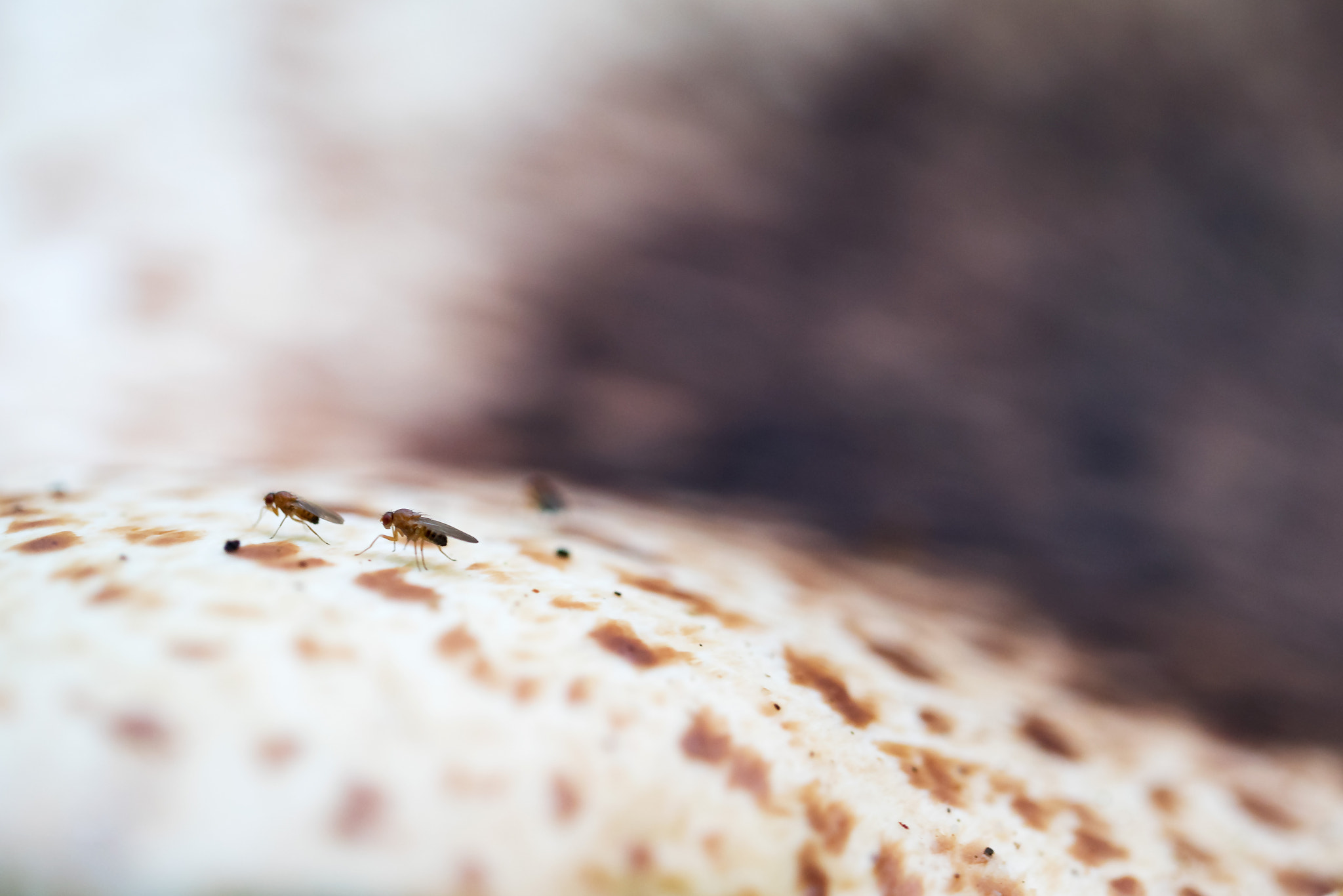 Sony a7R II + Canon EF 100mm F2.8L Macro IS USM sample photo. The path: fungus flies on dryad's saddle photography