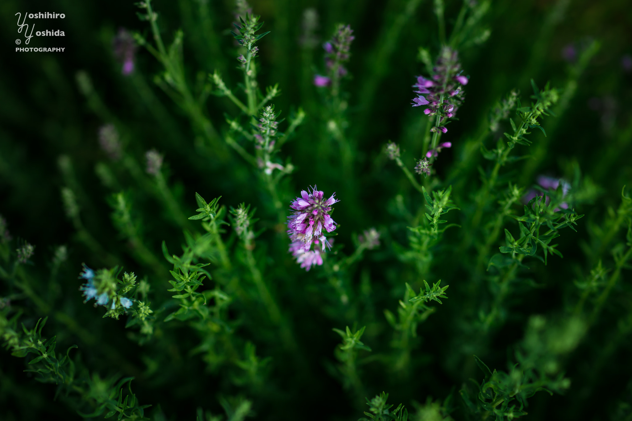 Sony Planar T* 85mm F1.4 ZA sample photo. Gardens plant photography