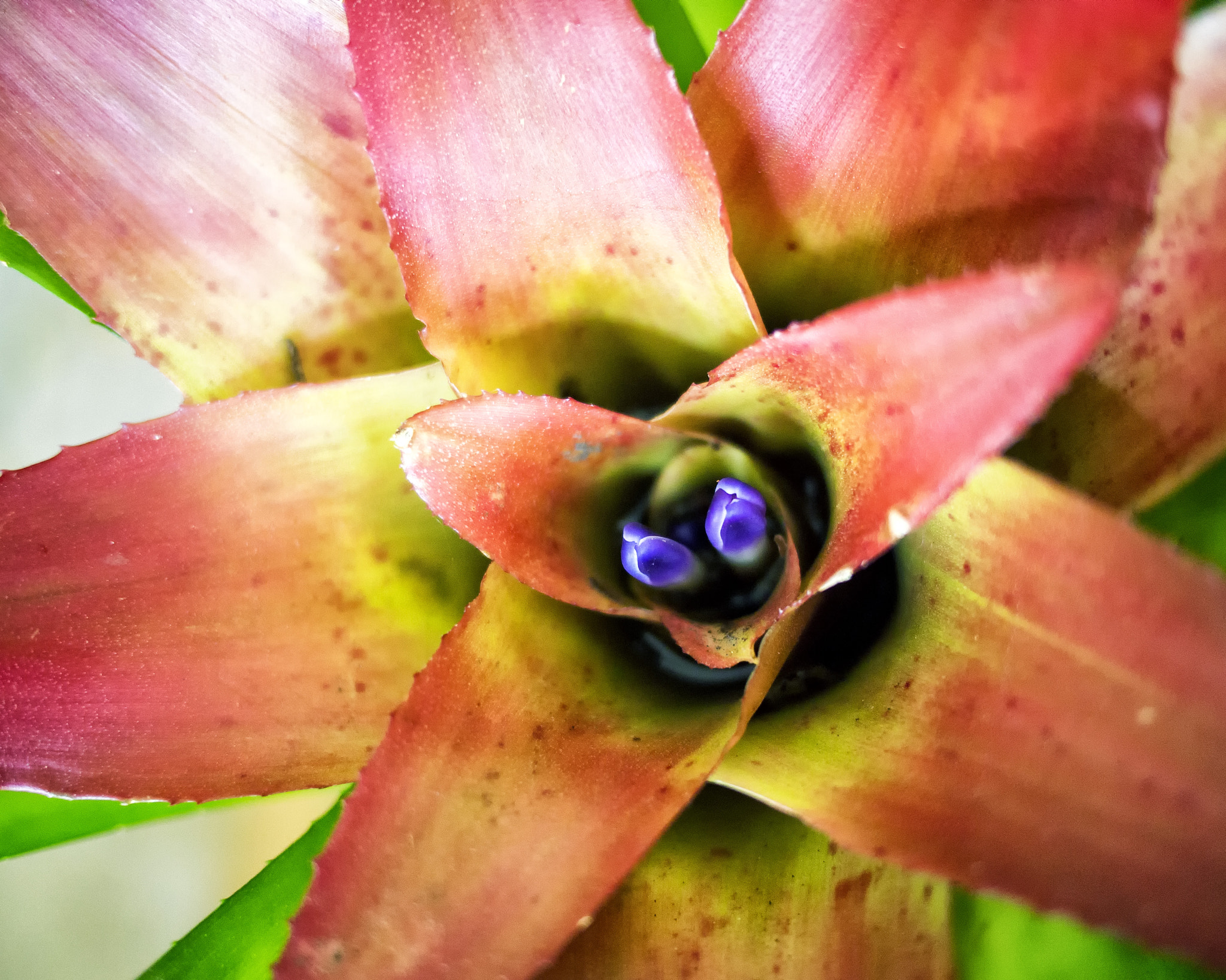 Olympus PEN E-PM1 sample photo. The soul of the bromelia photography