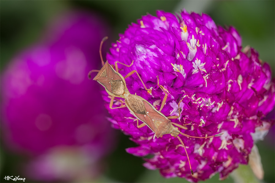 Canon EF-S 60mm F2.8 Macro USM sample photo. Purple love photography