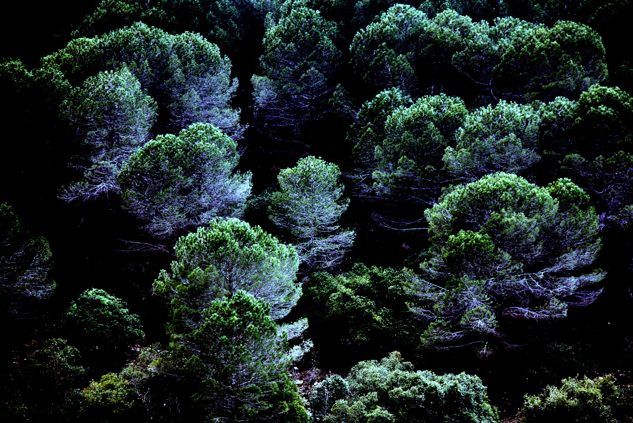 Canon EOS 450D (EOS Rebel XSi / EOS Kiss X2) sample photo. Light among the pines photography