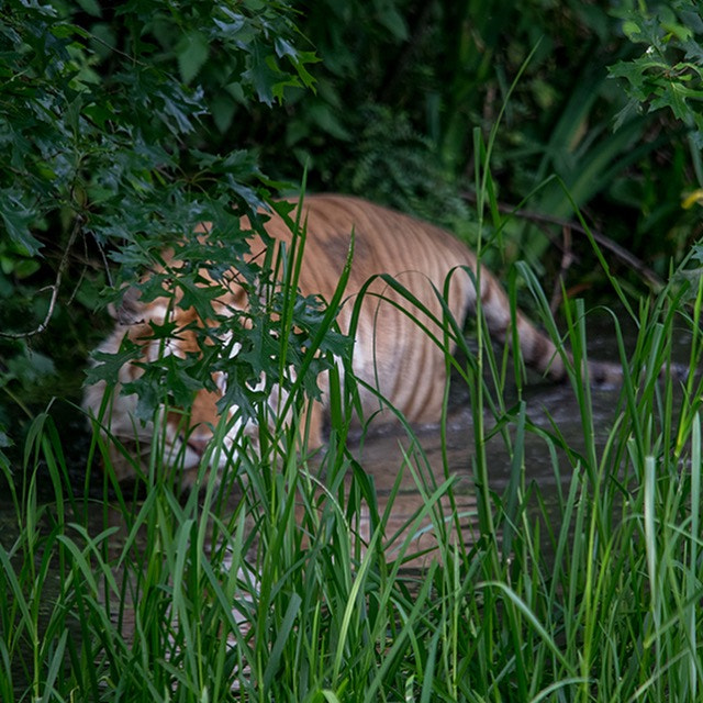 Sigma 150-500mm F5-6.3 DG OS HSM sample photo. The lion doesn't sleep tonight photography