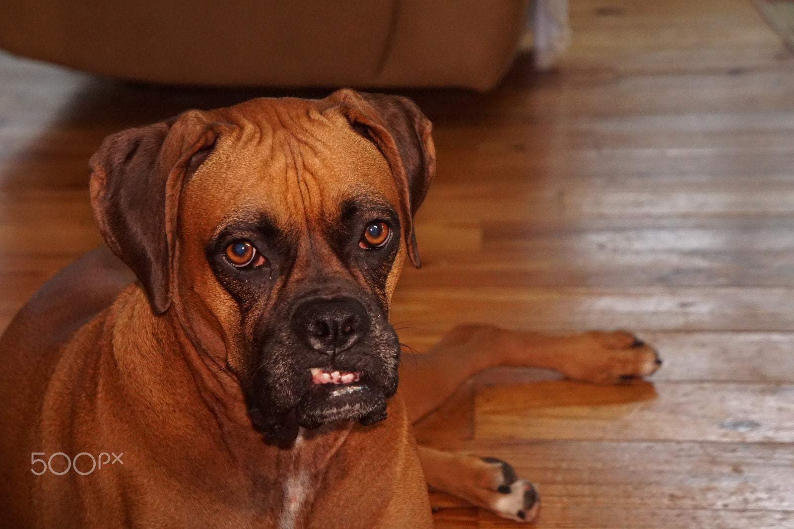 Sony FE 28-70mm F3.5-5.6 OSS sample photo. Boxer dog photography