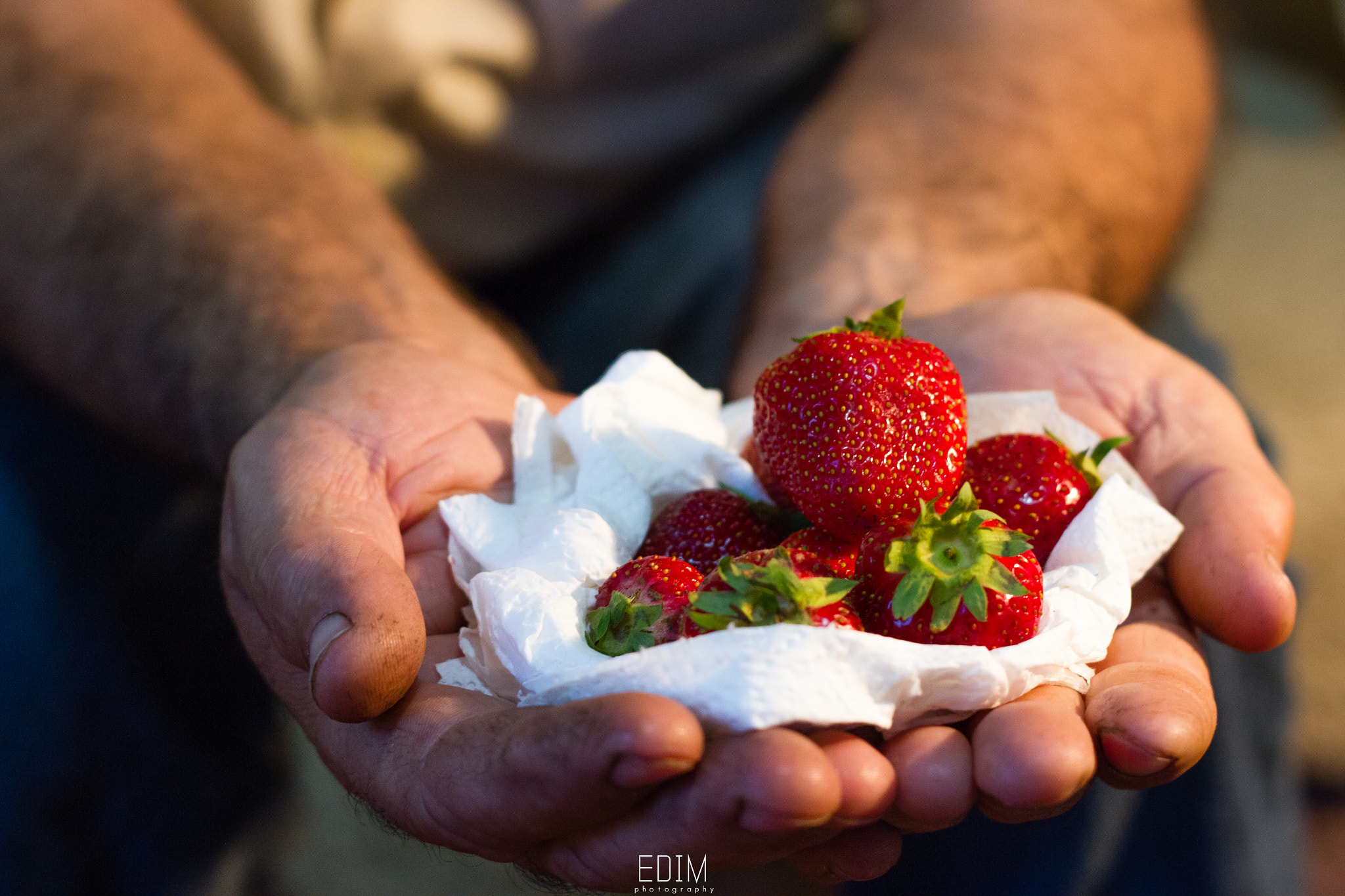 Canon EOS 7D + Canon EF 50mm f/1.8 sample photo. Strawberries-2 photography