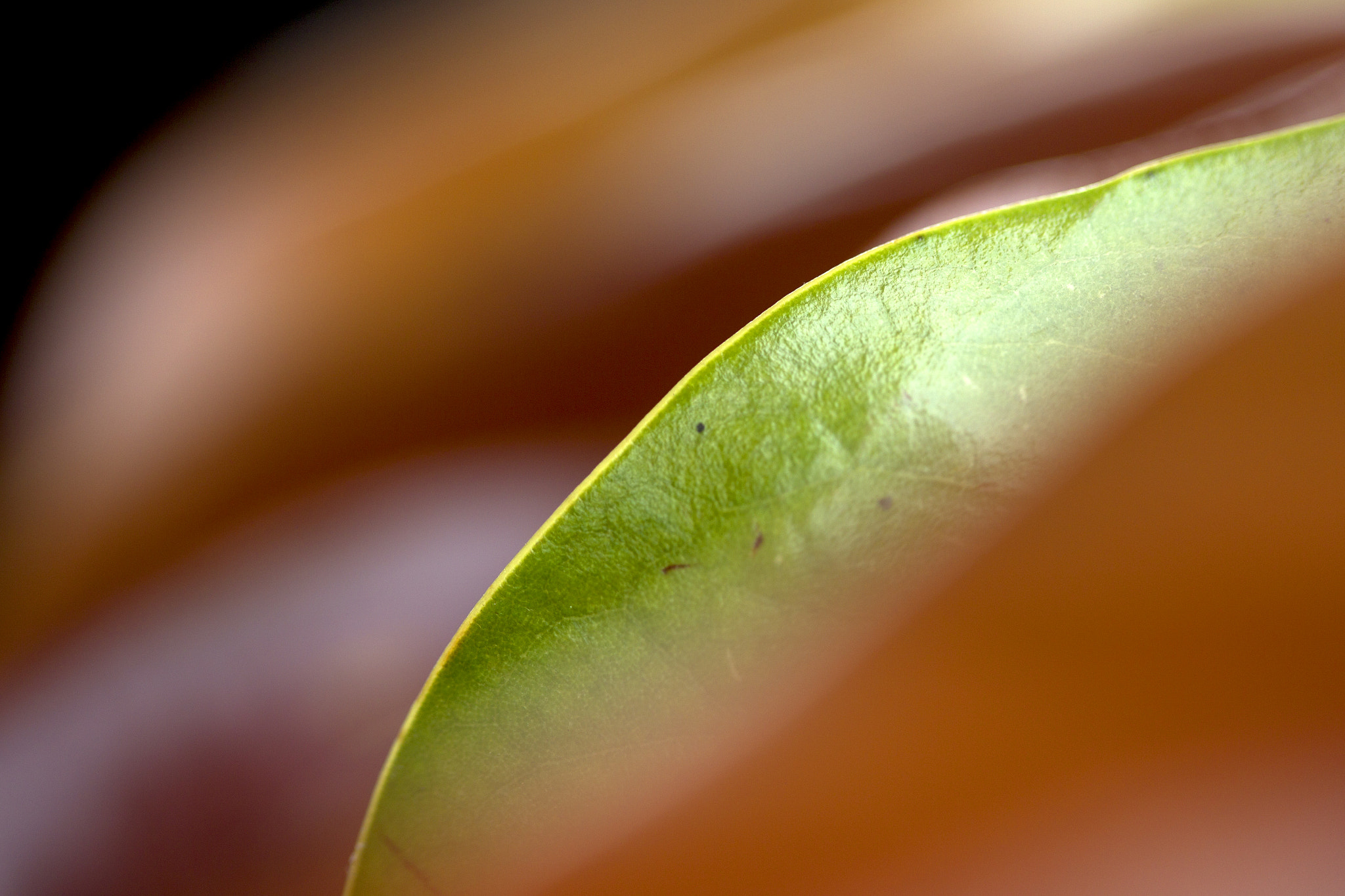 Canon EOS-1D Mark IV sample photo. Alternate leaves photography