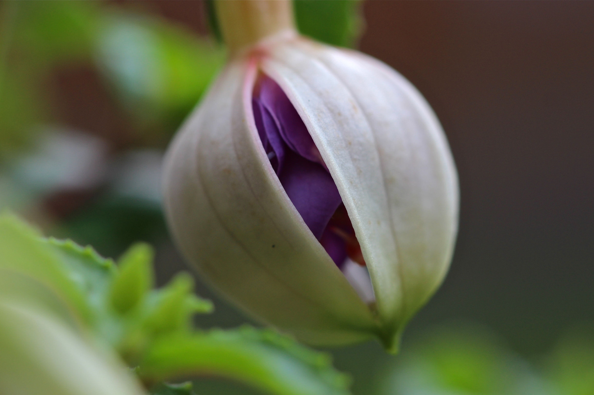 Canon EF 100mm F2.8 Macro USM sample photo. Almost photography