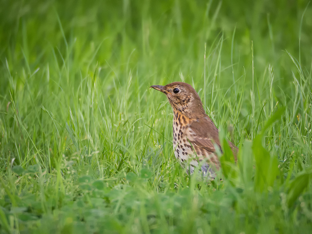 Olympus OM-D E-M10 sample photo. Song thrush photography