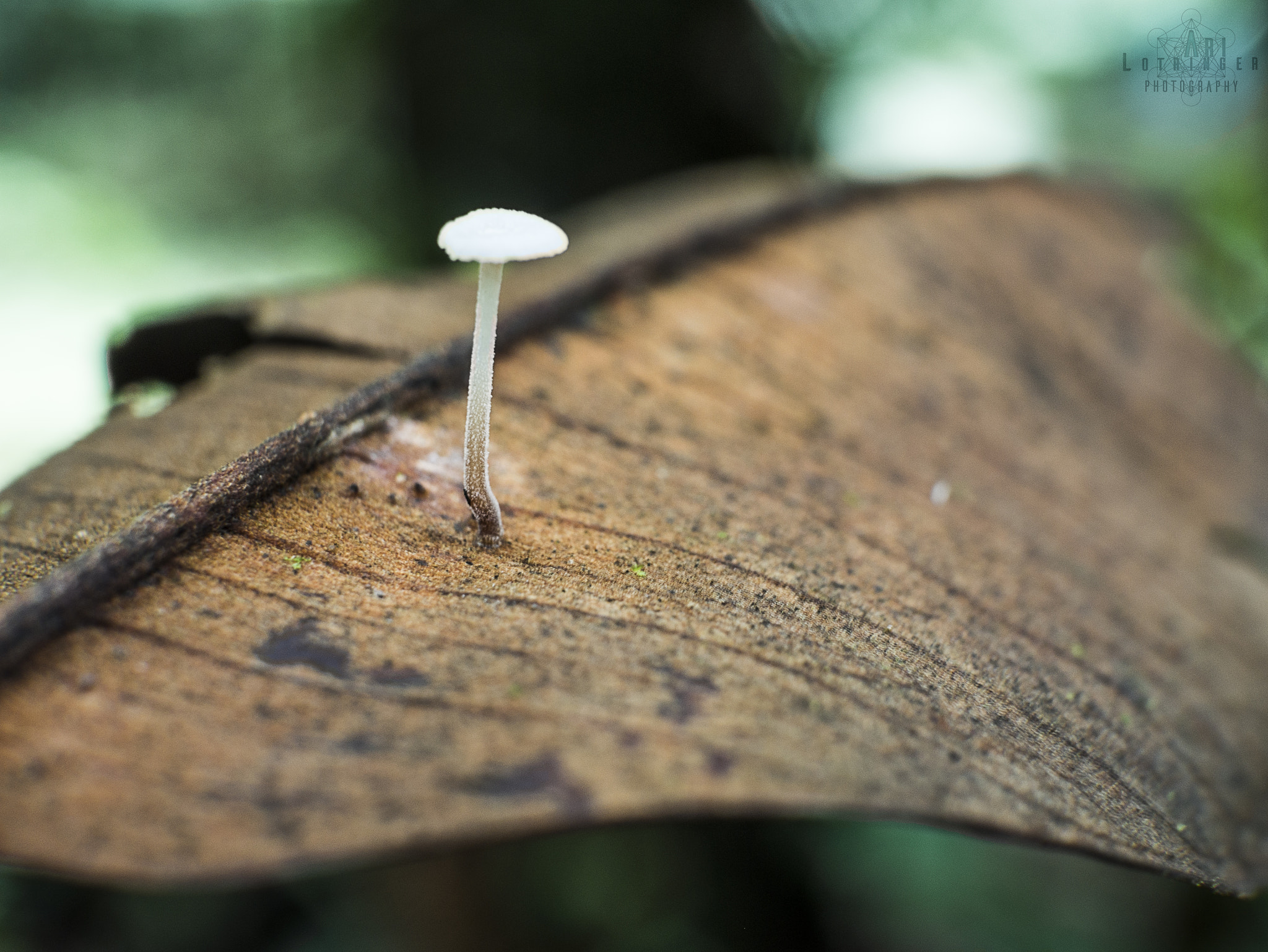 Panasonic Lumix DMC-G7 + Panasonic Leica DG Summilux 25mm F1.4 II ASPH sample photo. Mini shroom ^_^ photography