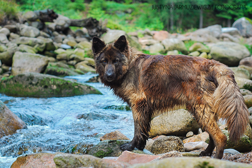 Nikon D80 + AF Nikkor 50mm f/1.8 N sample photo. Wildness photography