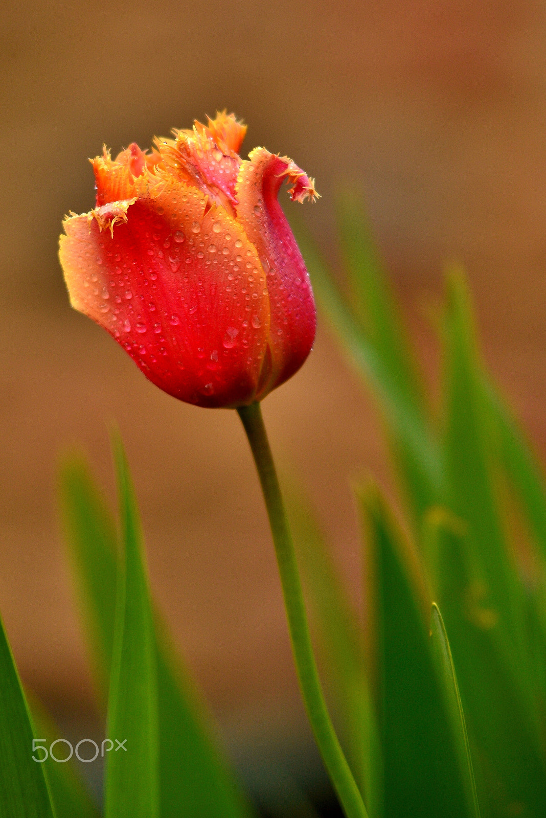 Sigma 50-150mm F2.8 EX APO DC OS HSM sample photo. Last of its kind photography