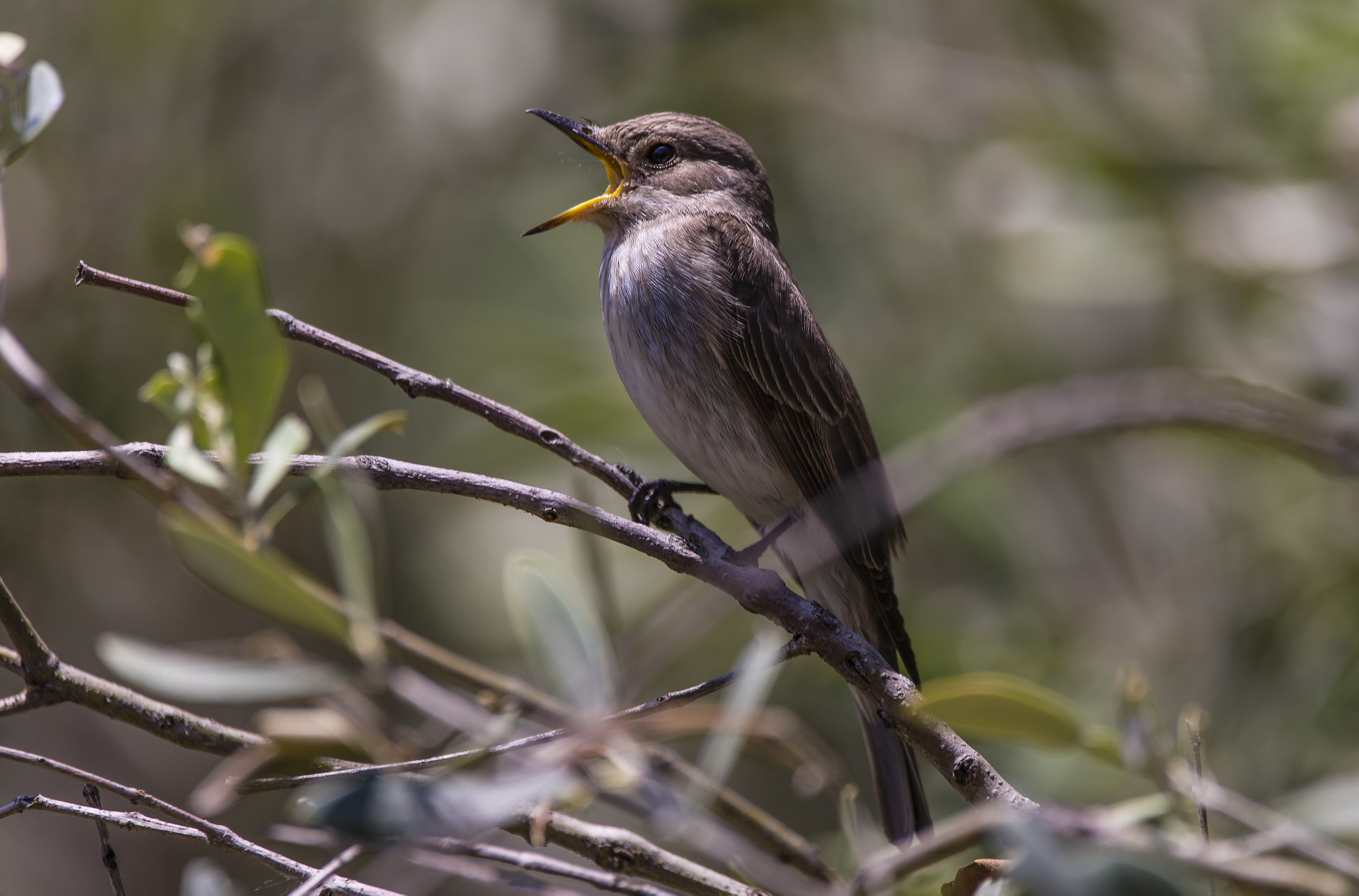 Sigma 150-600mm F5-6.3 DG OS HSM | C sample photo. Muscicapa striata photography