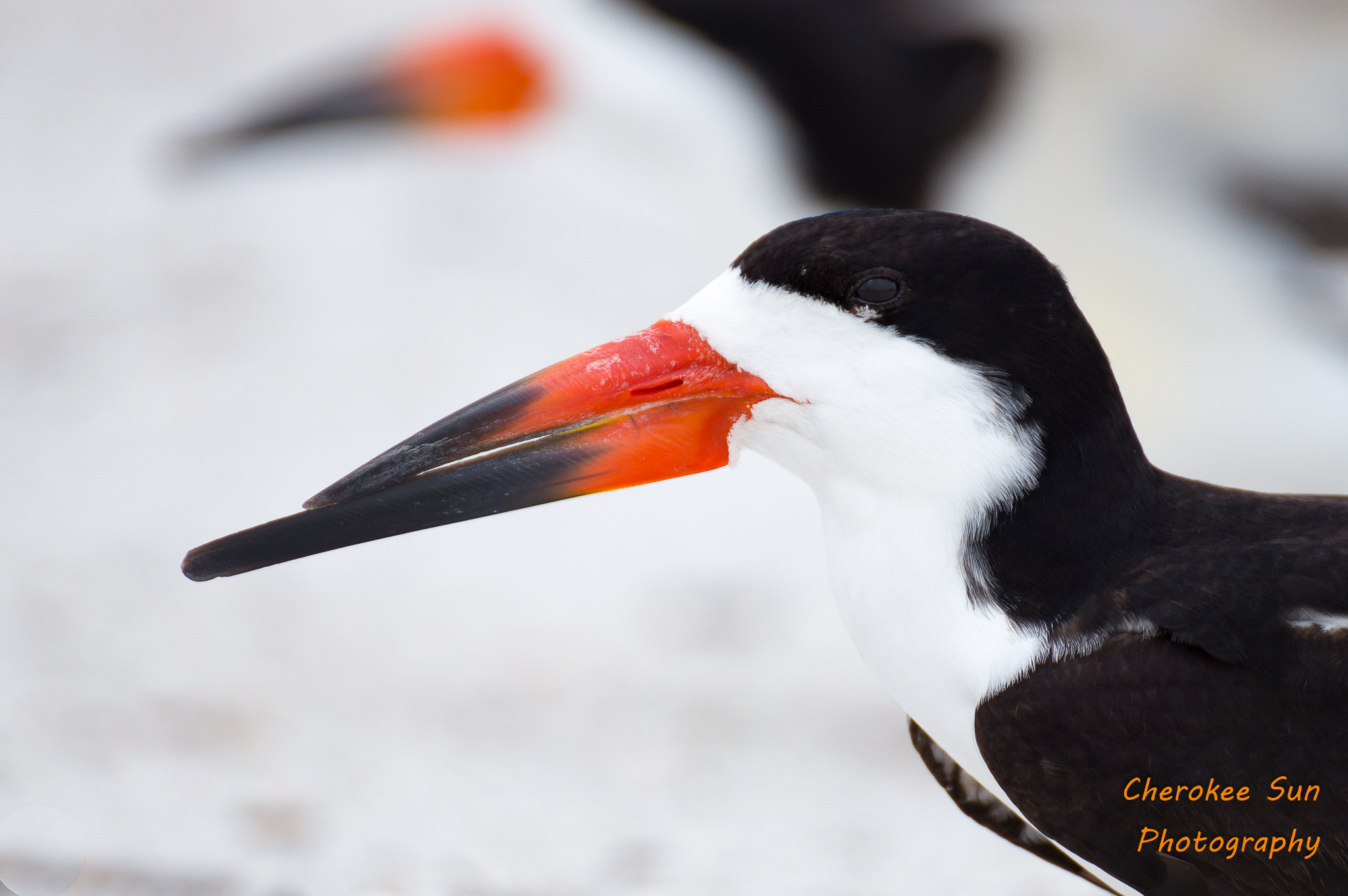 Sony SLT-A57 sample photo. Black skimmer in the rookery photography