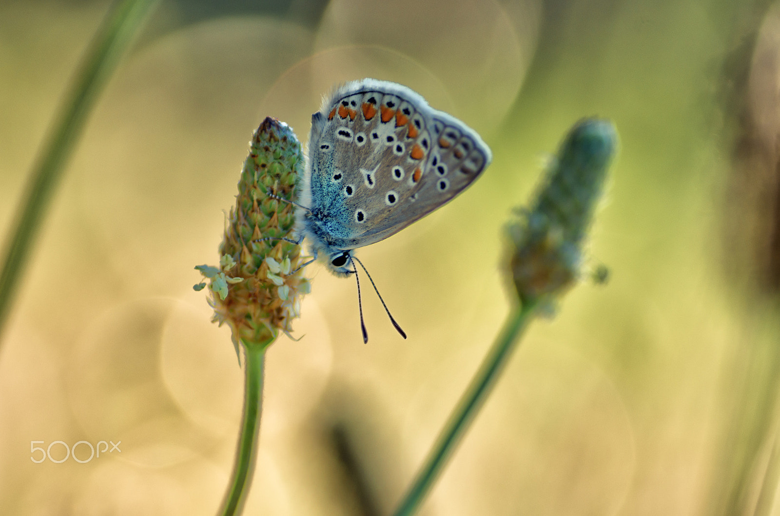 Pentax K-5 IIs sample photo. Colours of the common blue photography