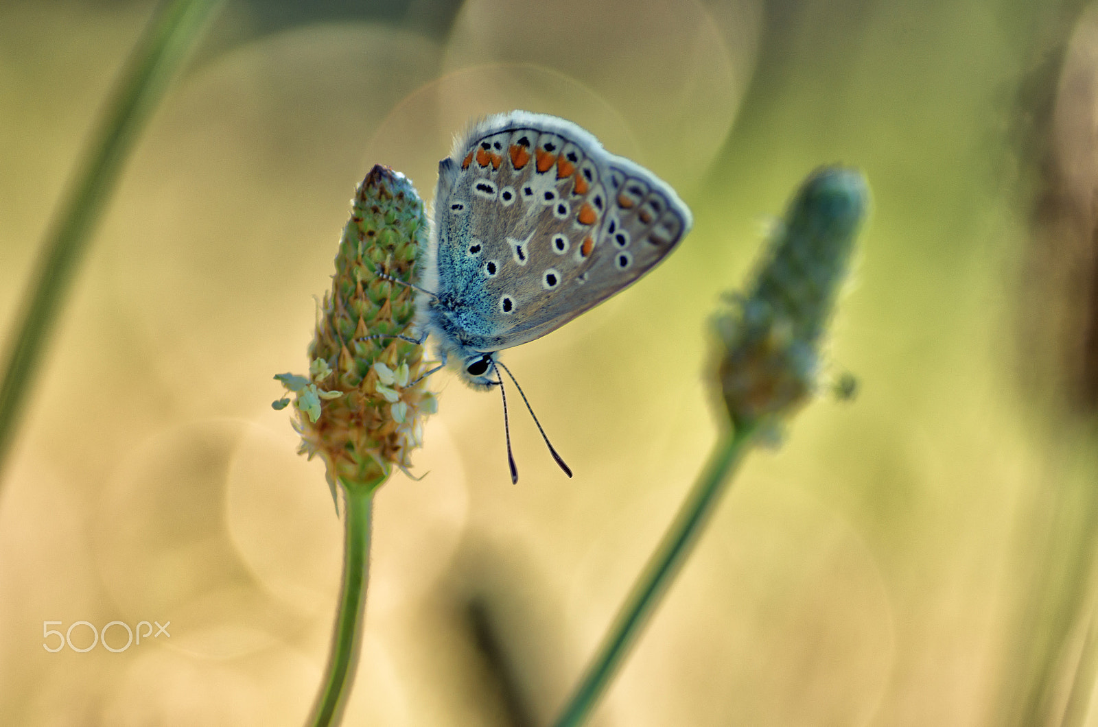 Tamron SP AF 90mm F2.8 Di Macro sample photo. Colours of the common blue photography