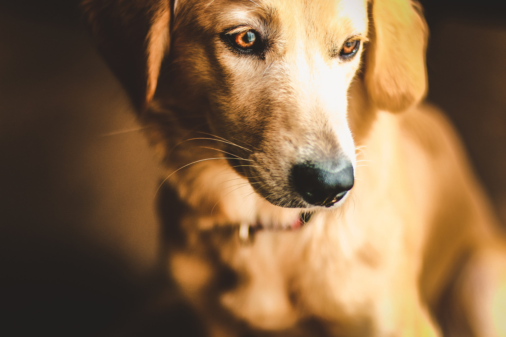 Canon EOS 70D + Canon EF 50mm F1.4 USM sample photo. Dog photography