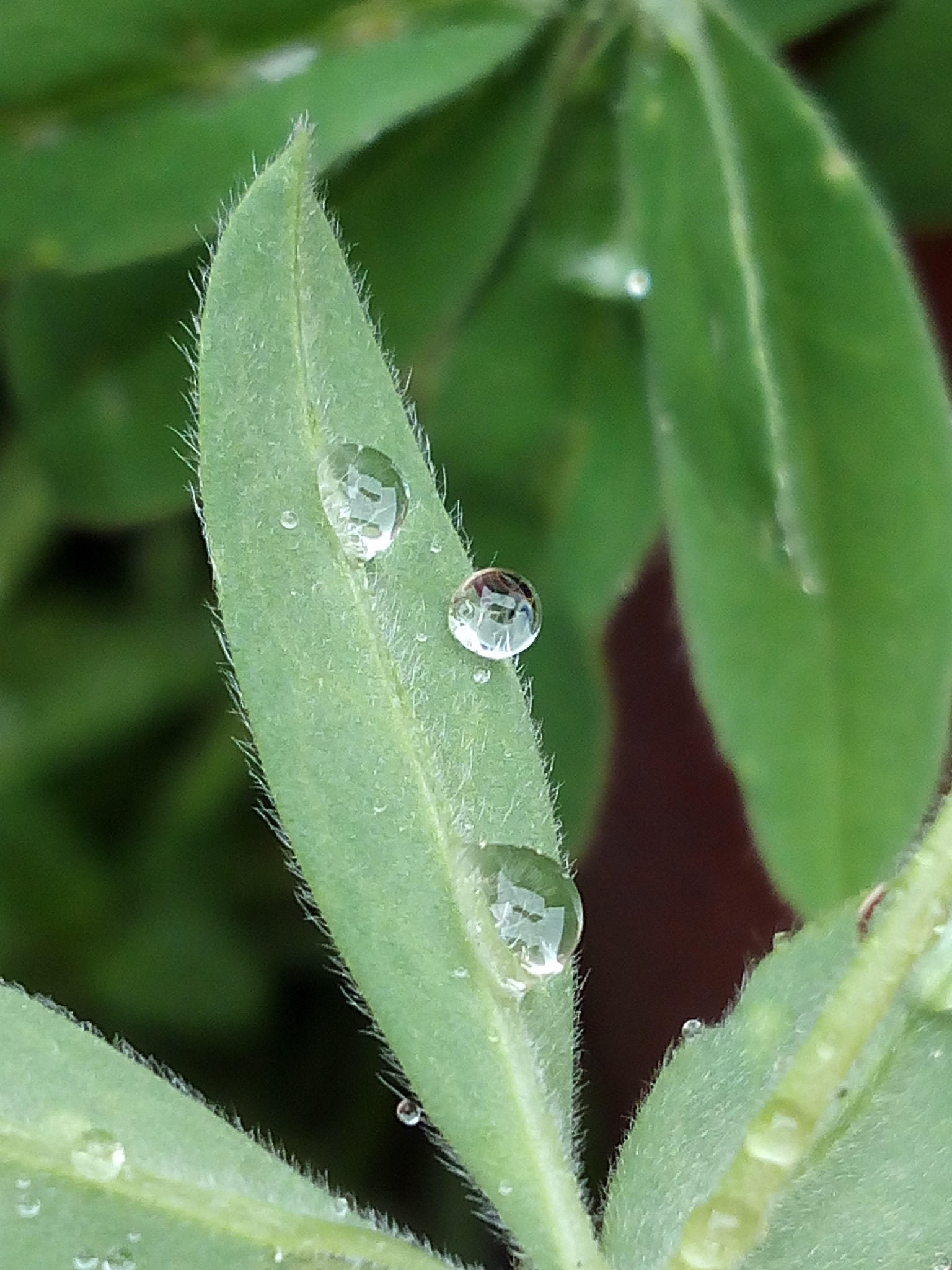 bq Aquaris E5 HD sample photo. Gotas de agua photography