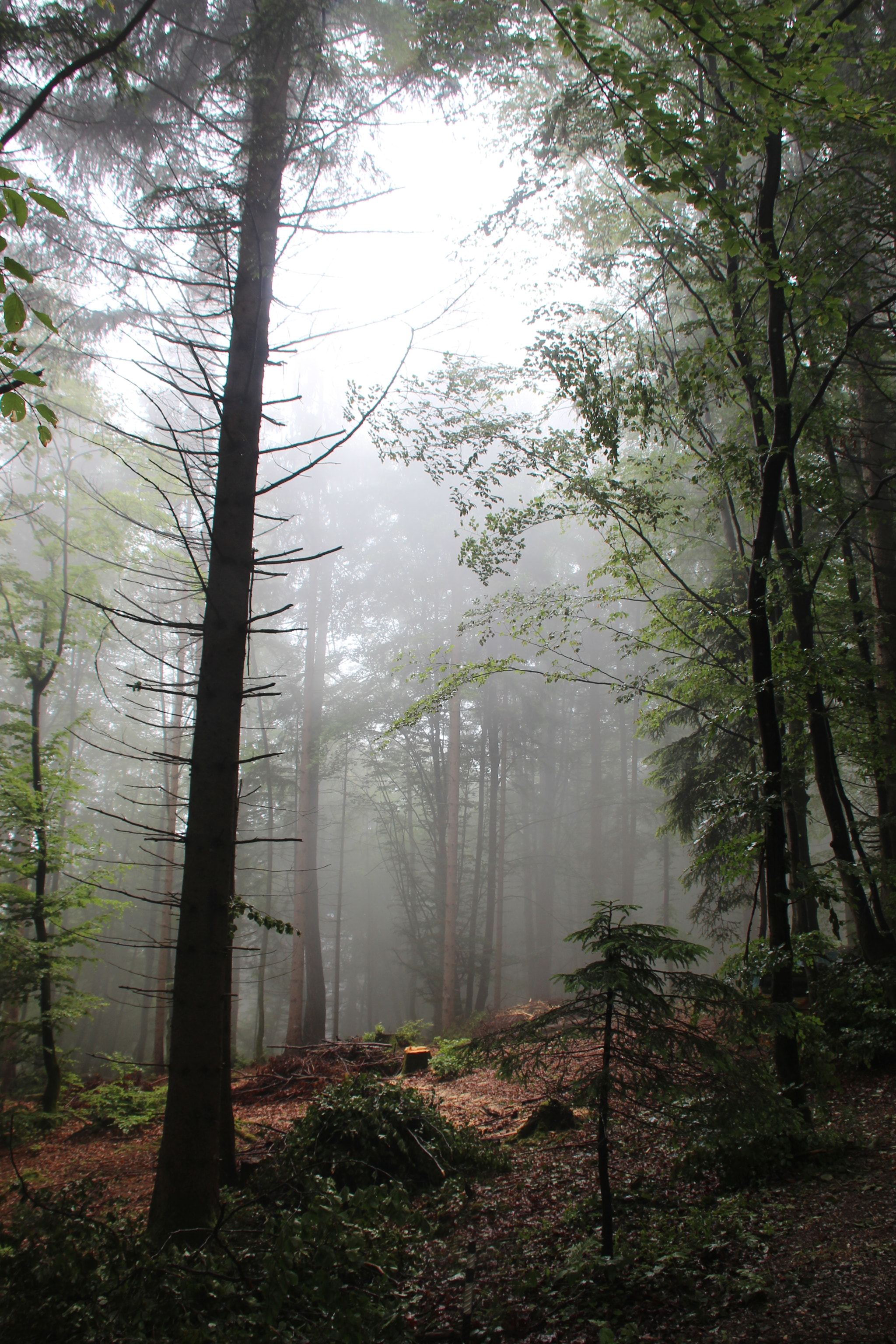 Canon EF 75-300mm F4.0-5.6 IS USM sample photo. Nebel i photography