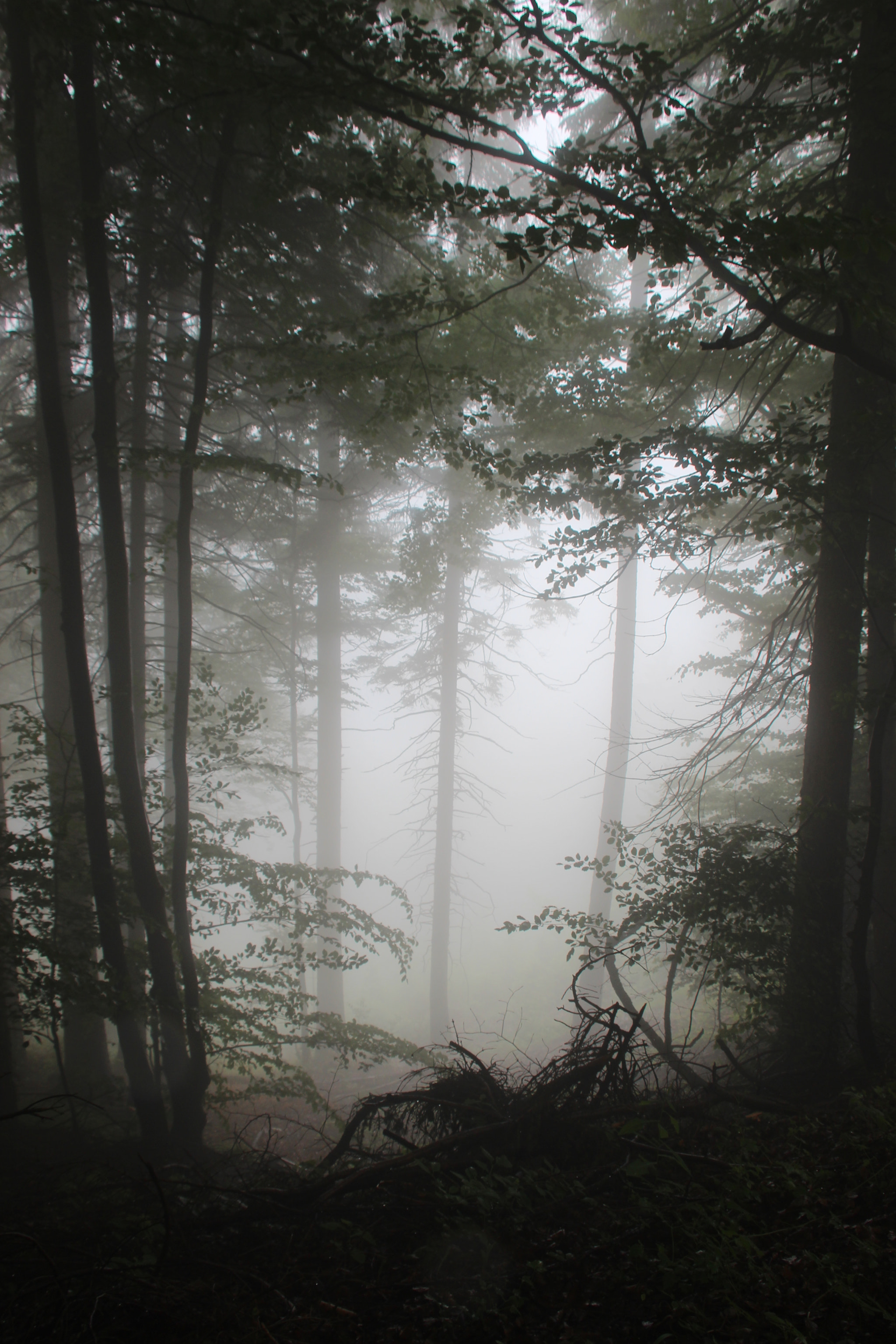 Canon EF 75-300mm F4.0-5.6 IS USM sample photo. Nebel iii photography