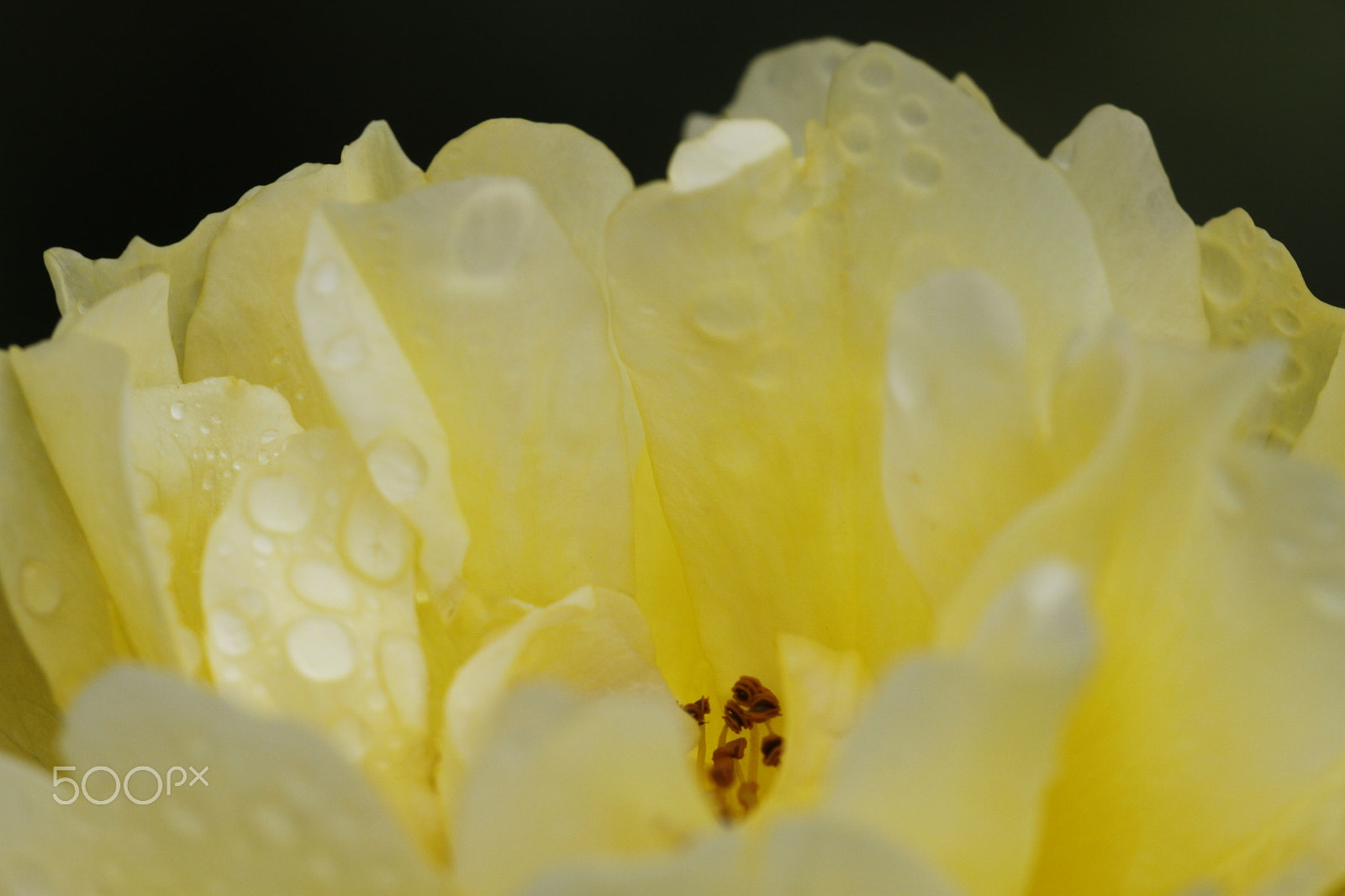 Canon EOS 50D + Sigma APO Macro 180mm F2.8 EX DG OS HSM sample photo. Yellow rose with rain drops photography
