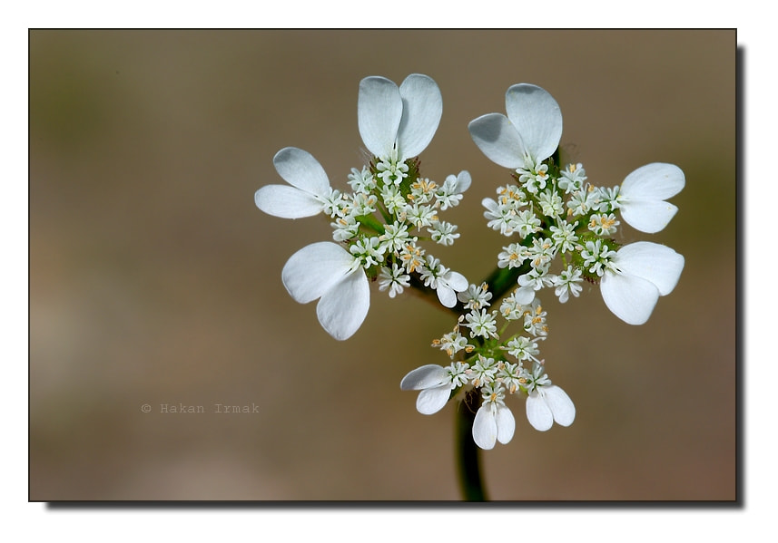 Pentax K10D sample photo. Alımlı photography