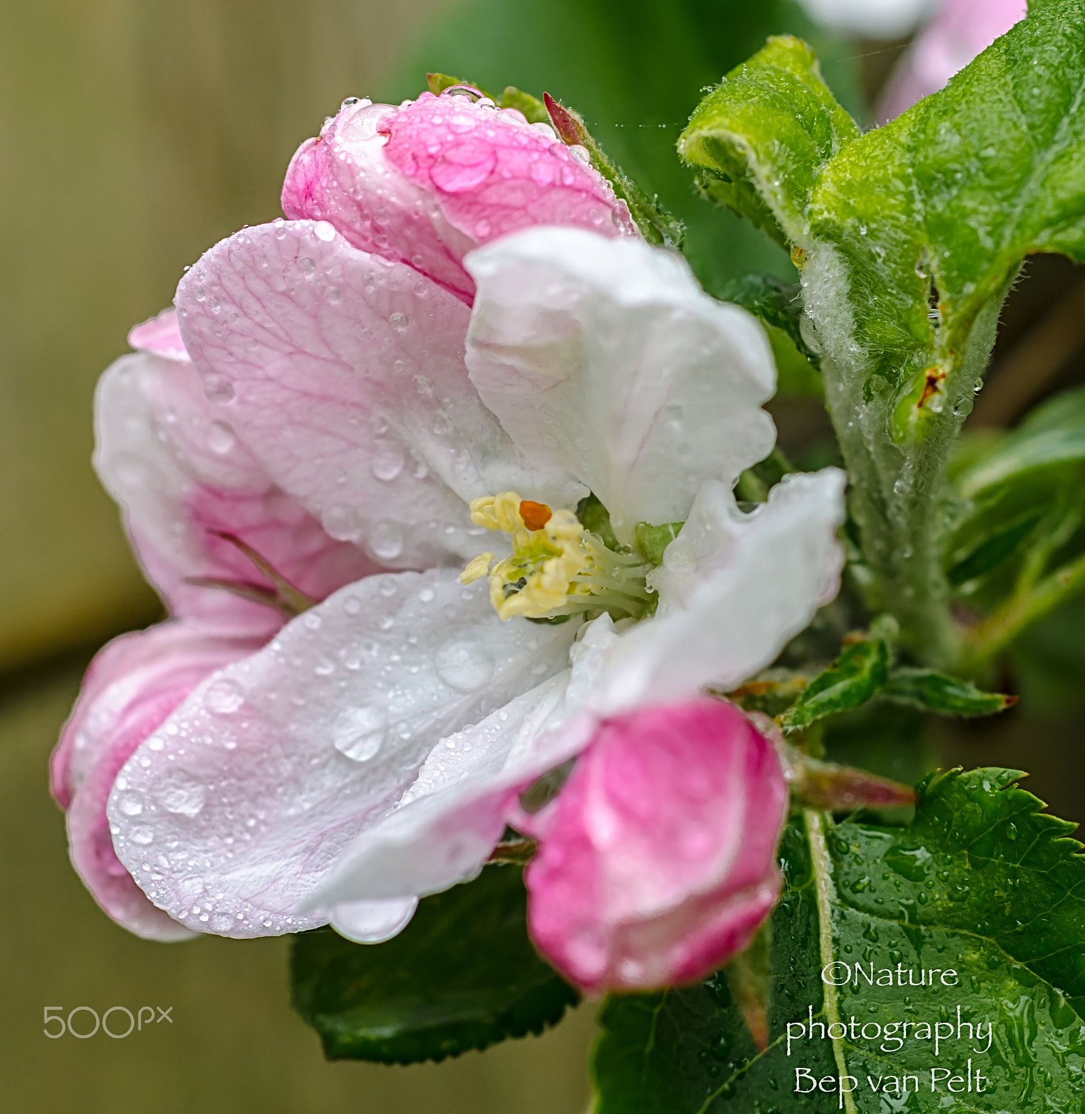 Nikon D7000 + Sigma 50mm F2.8 EX DG Macro sample photo. Apple blossom after rain photography