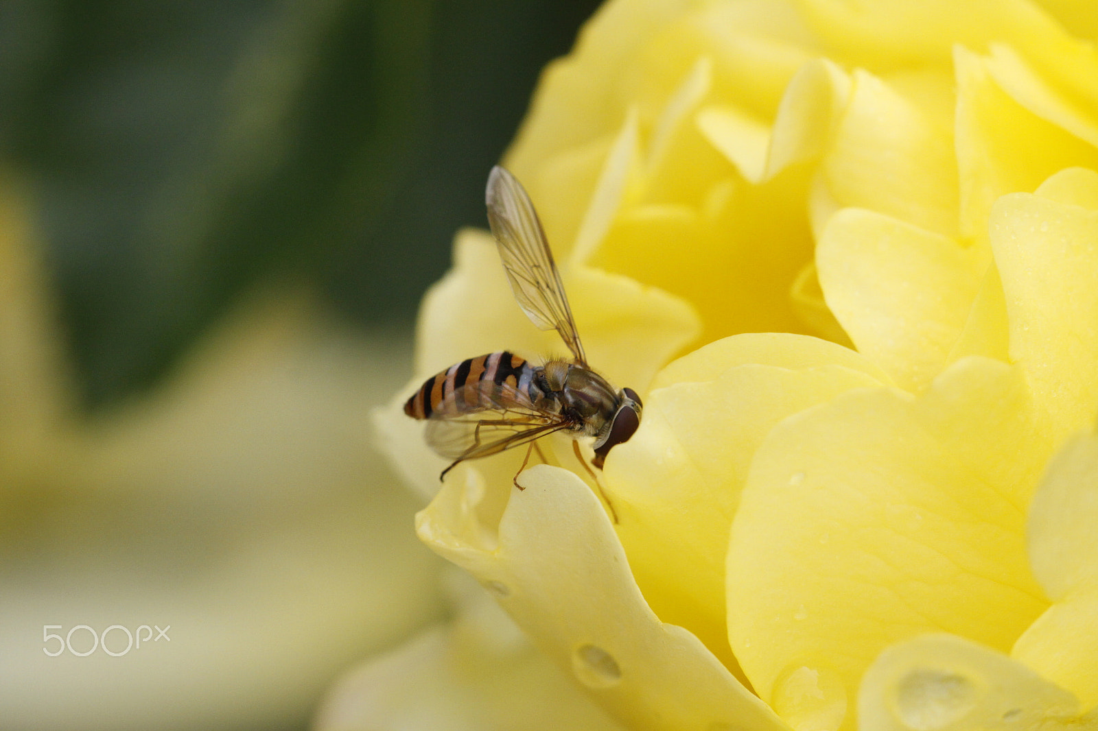 Sigma APO Macro 180mm F2.8 EX DG OS HSM sample photo. Bee on rose photography