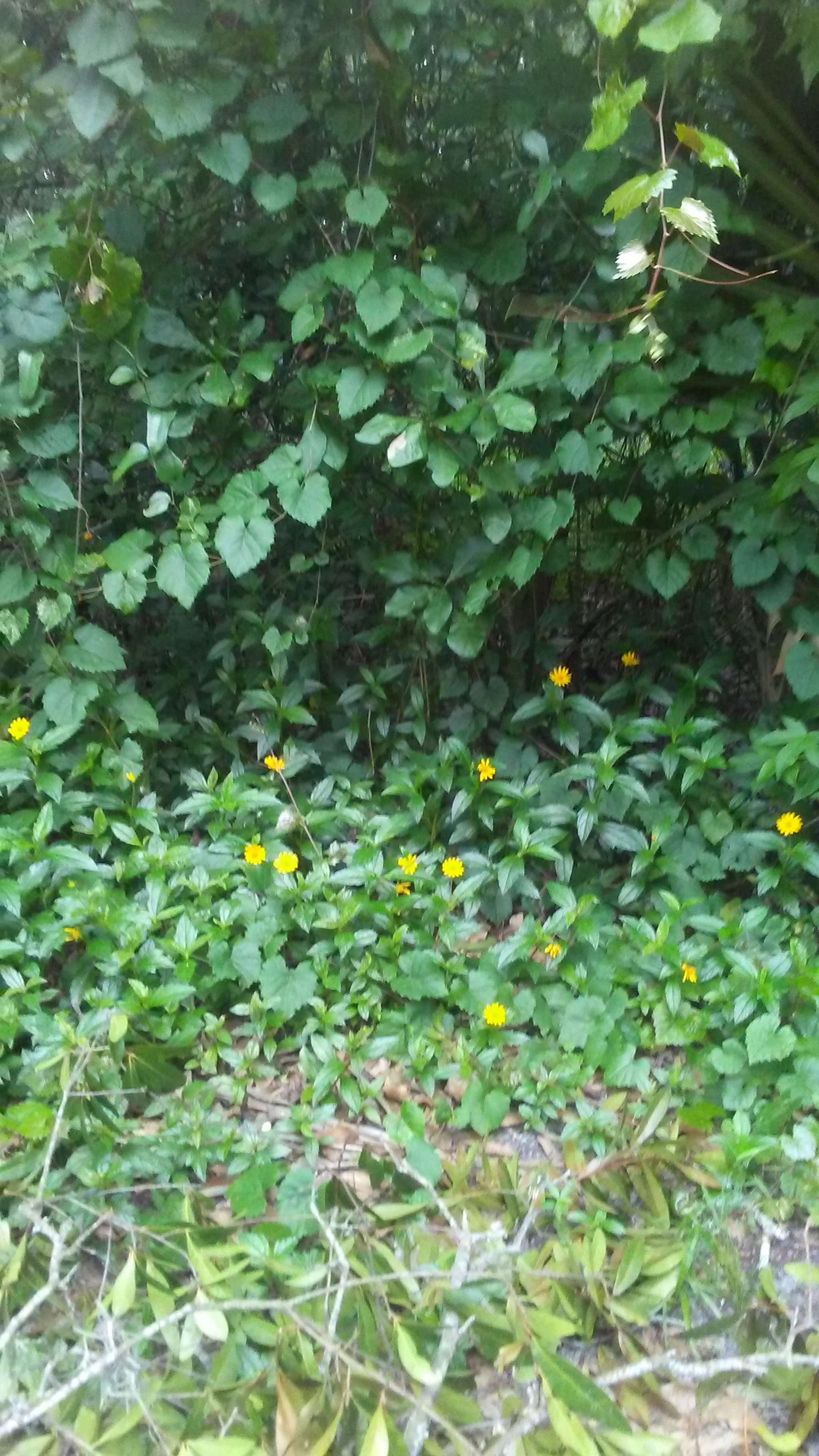 LG M1 sample photo. Summer arrived photography