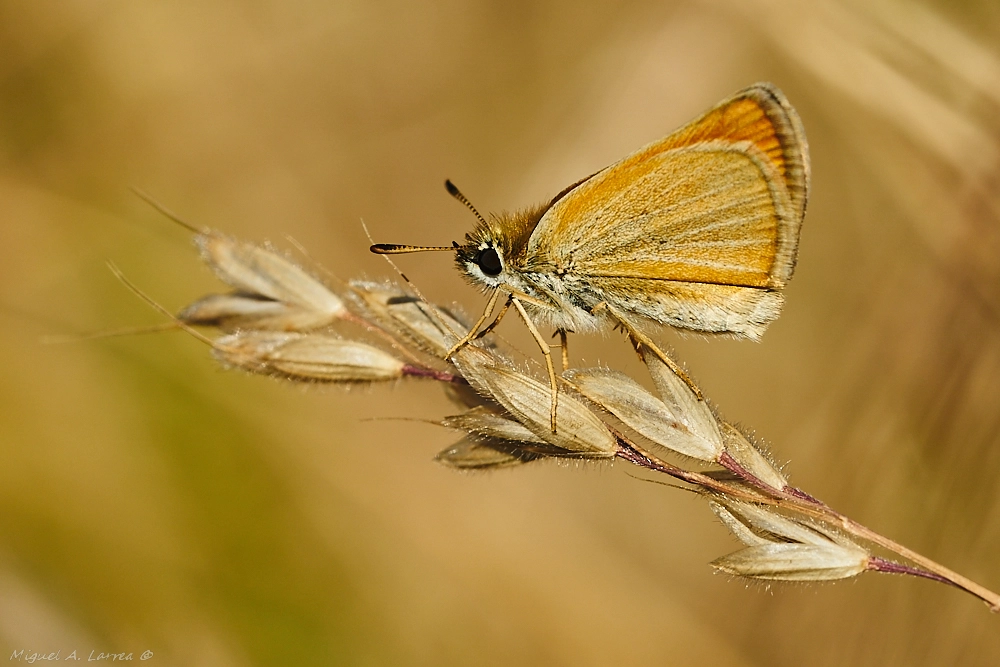 Sony ILCA-77M2 + 150mm F2.8 sample photo. Thymelicus sylvestris photography