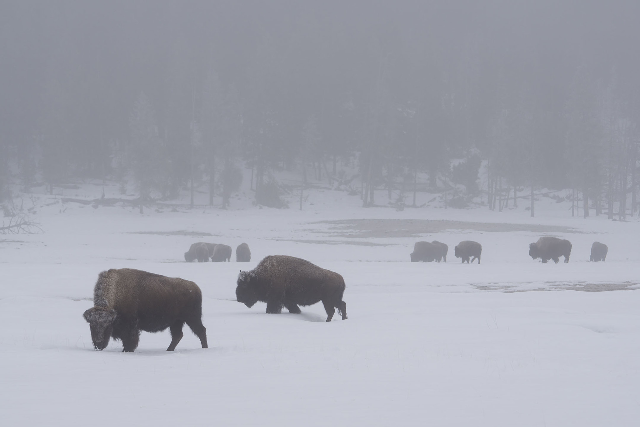 Sony ILCA-77M2 + Sony 70-400mm F4-5.6 G SSM sample photo. Bisons in the mist photography