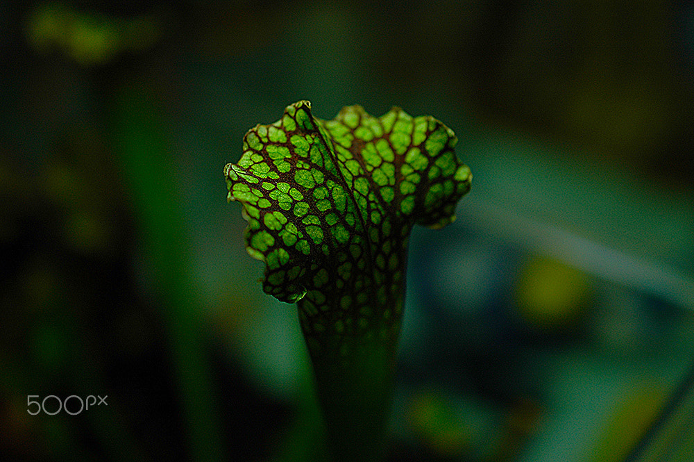 Nikon D70 sample photo. Europe style photography