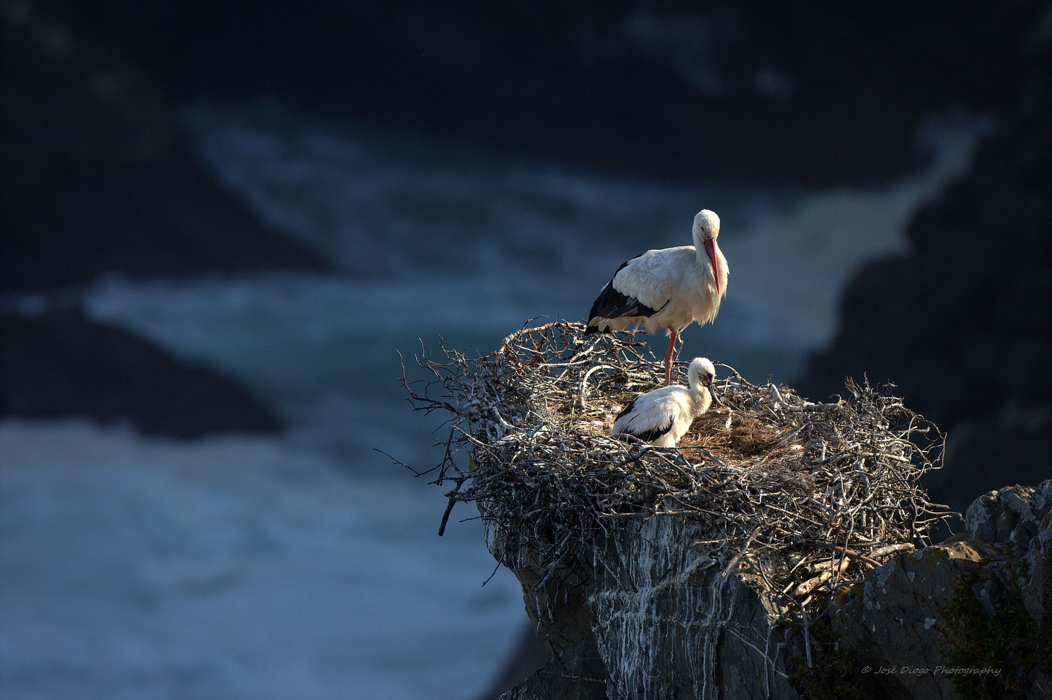 Canon EF 500mm F4L IS USM sample photo. Cabo sardão photography