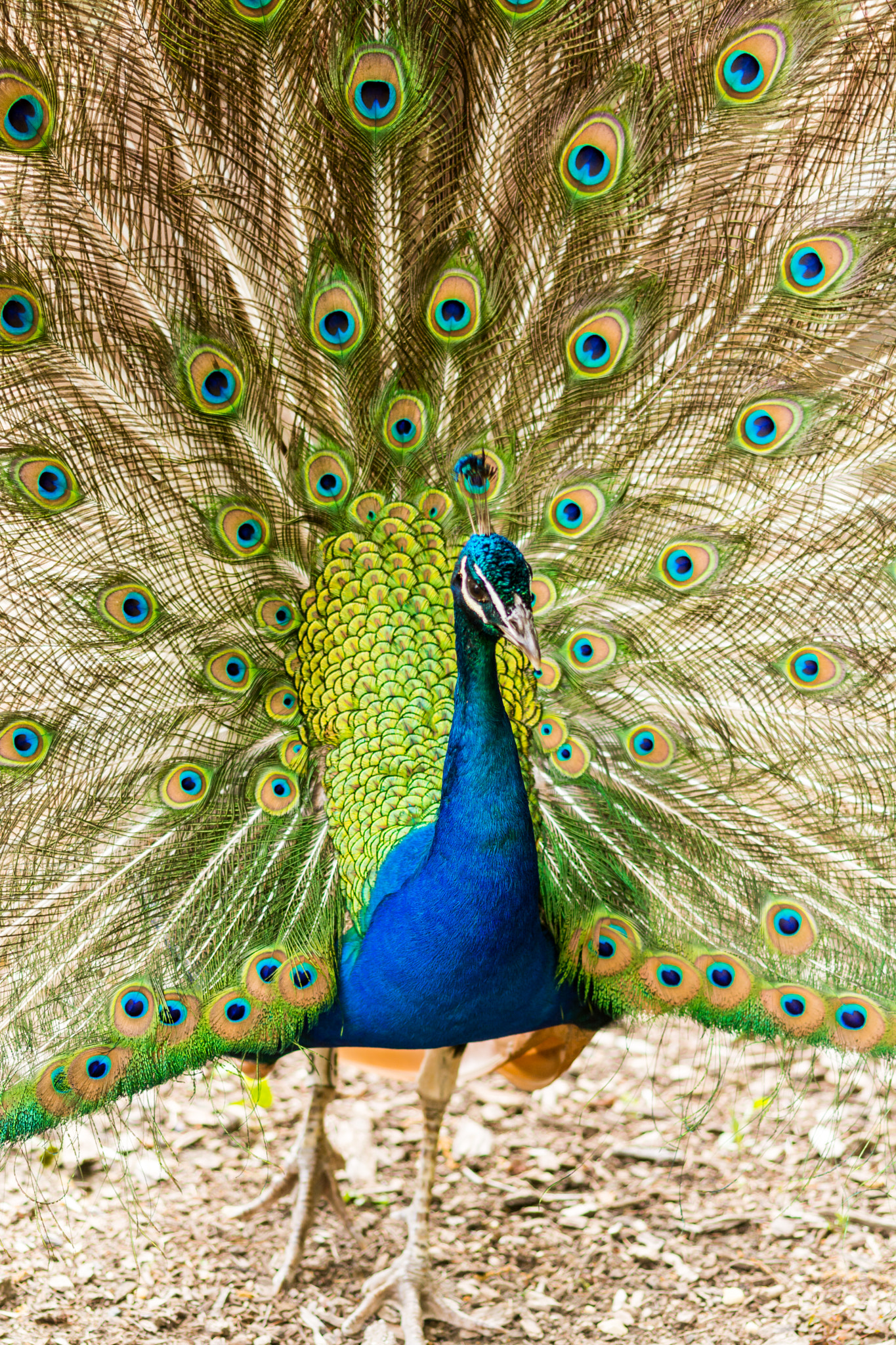 Nikon D7100 + Sigma 105mm F2.8 EX DG Macro sample photo. Peacock photography