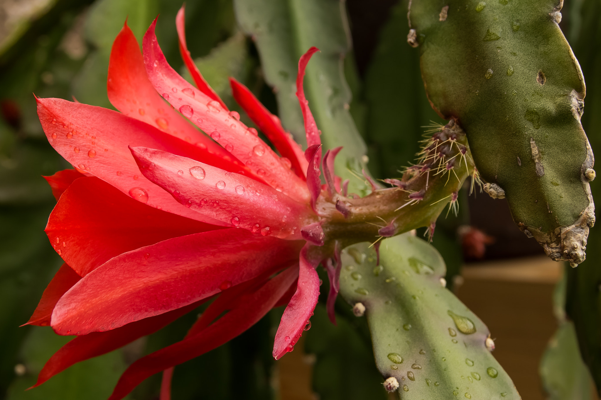 Sigma 17-70mm F2.8-4 DC Macro OS HSM sample photo. Epiphyllum blossom photography