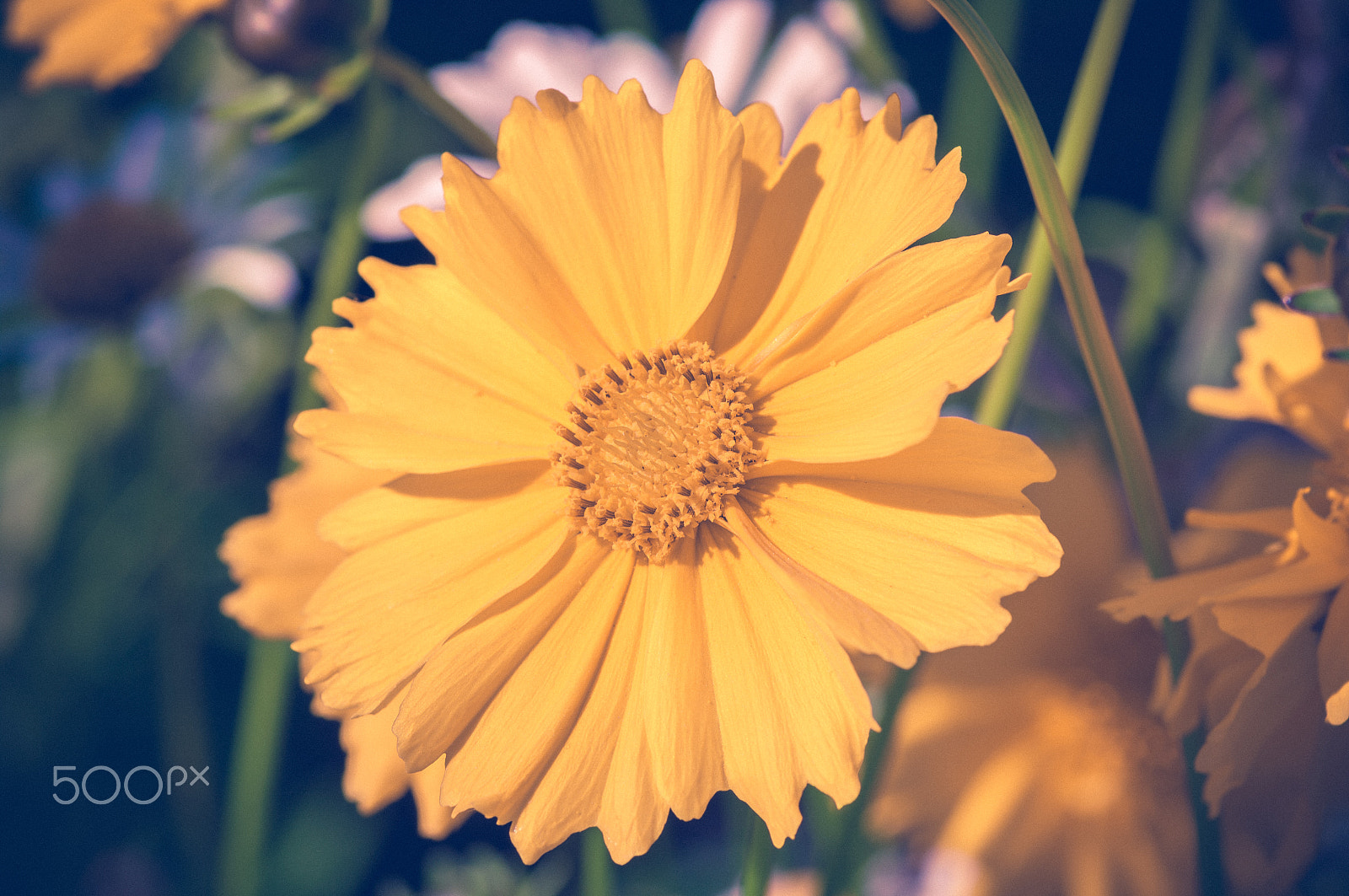 Pentax smc D-FA 100mm F2.8 macro sample photo. Bright photography