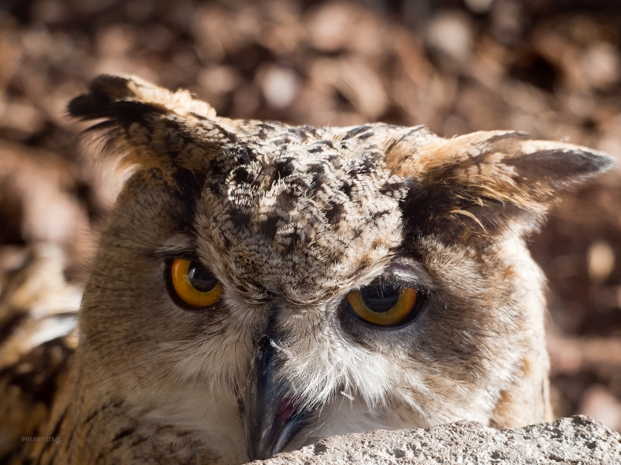 Olympus OM-D E-M5 sample photo. Zoo chronicles #1 photography