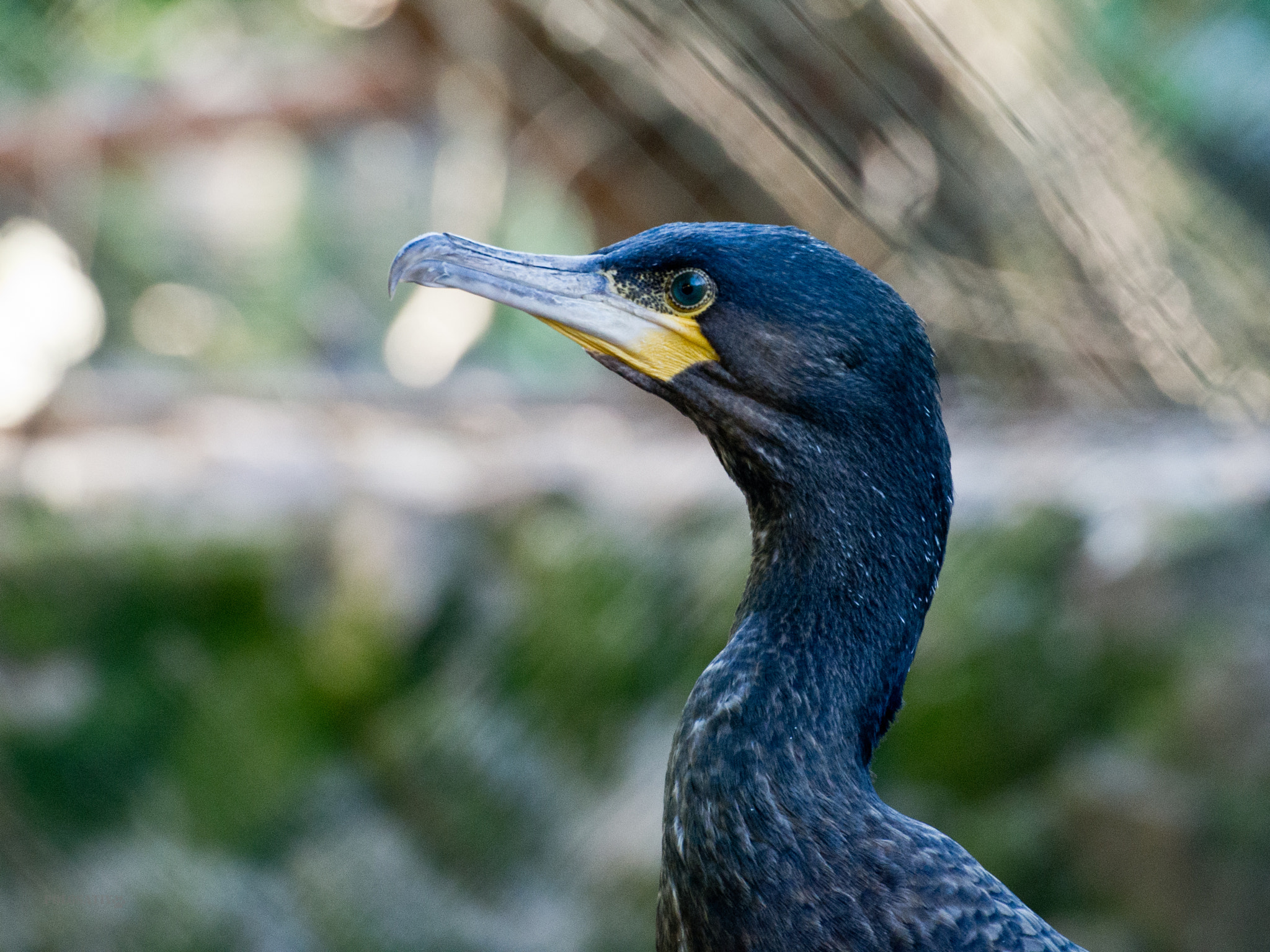 Olympus OM-D E-M5 sample photo. Zoo chronicles #2 photography