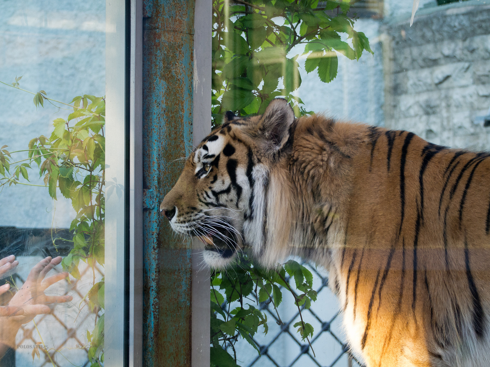Olympus OM-D E-M5 sample photo. Zoo chronicles #3 photography