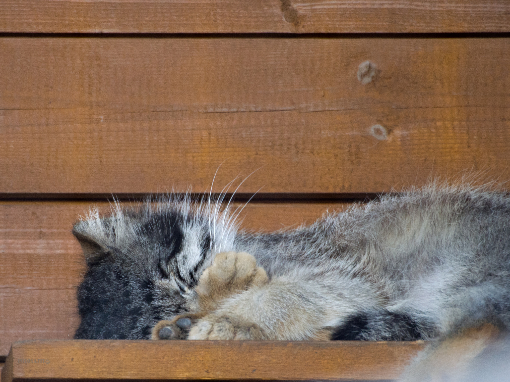 Olympus OM-D E-M5 sample photo. Zoo chronicles #4 photography
