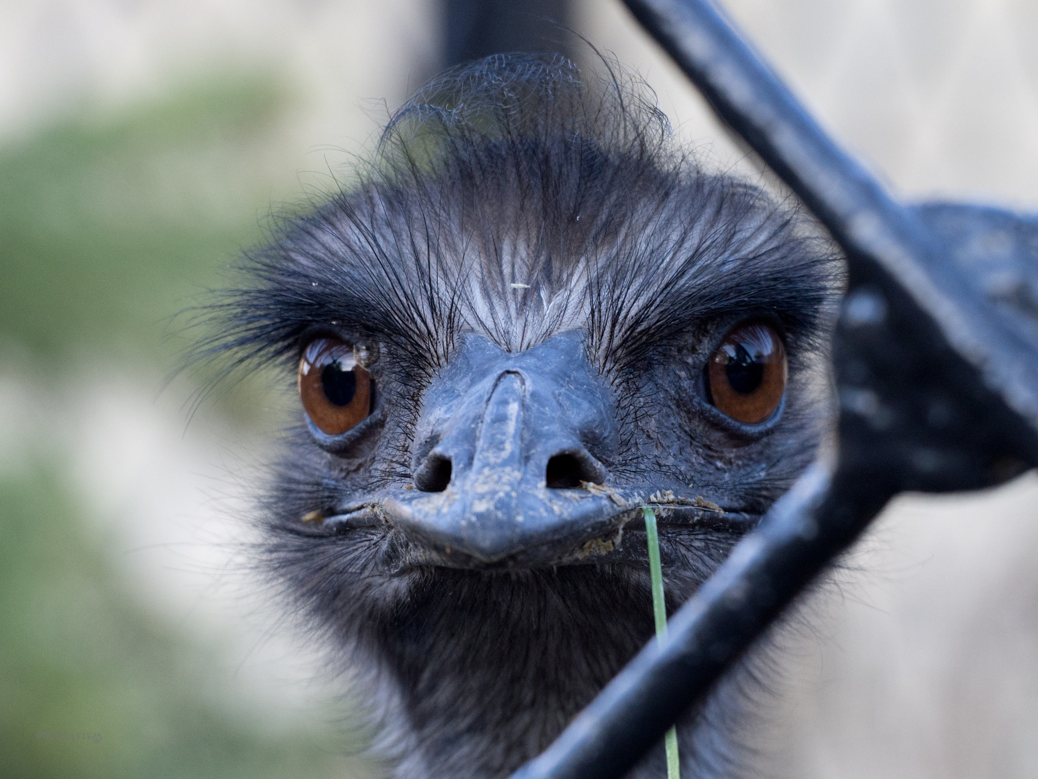 Olympus OM-D E-M5 sample photo. Zoo chronicles #5 photography