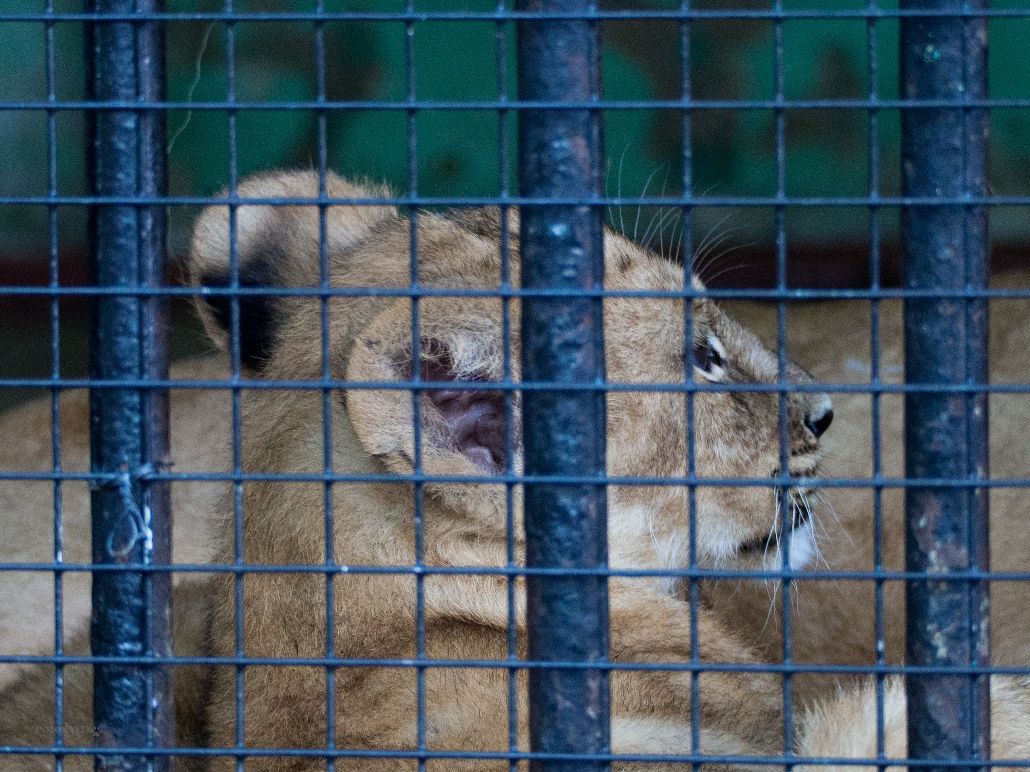 Olympus OM-D E-M5 sample photo. Zoo chronicles #6 photography