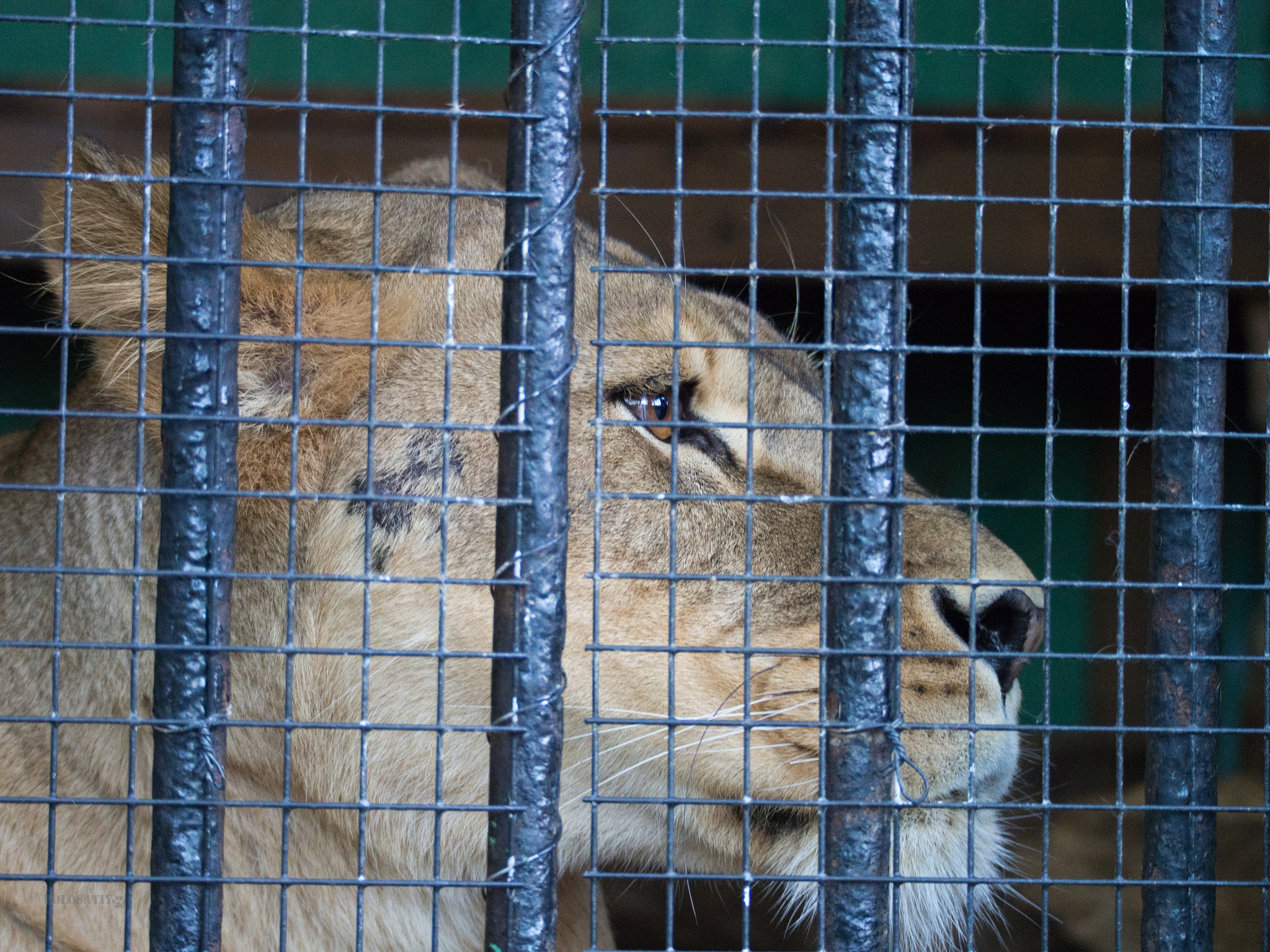 Olympus OM-D E-M5 sample photo. Zoo chronicles #7 photography