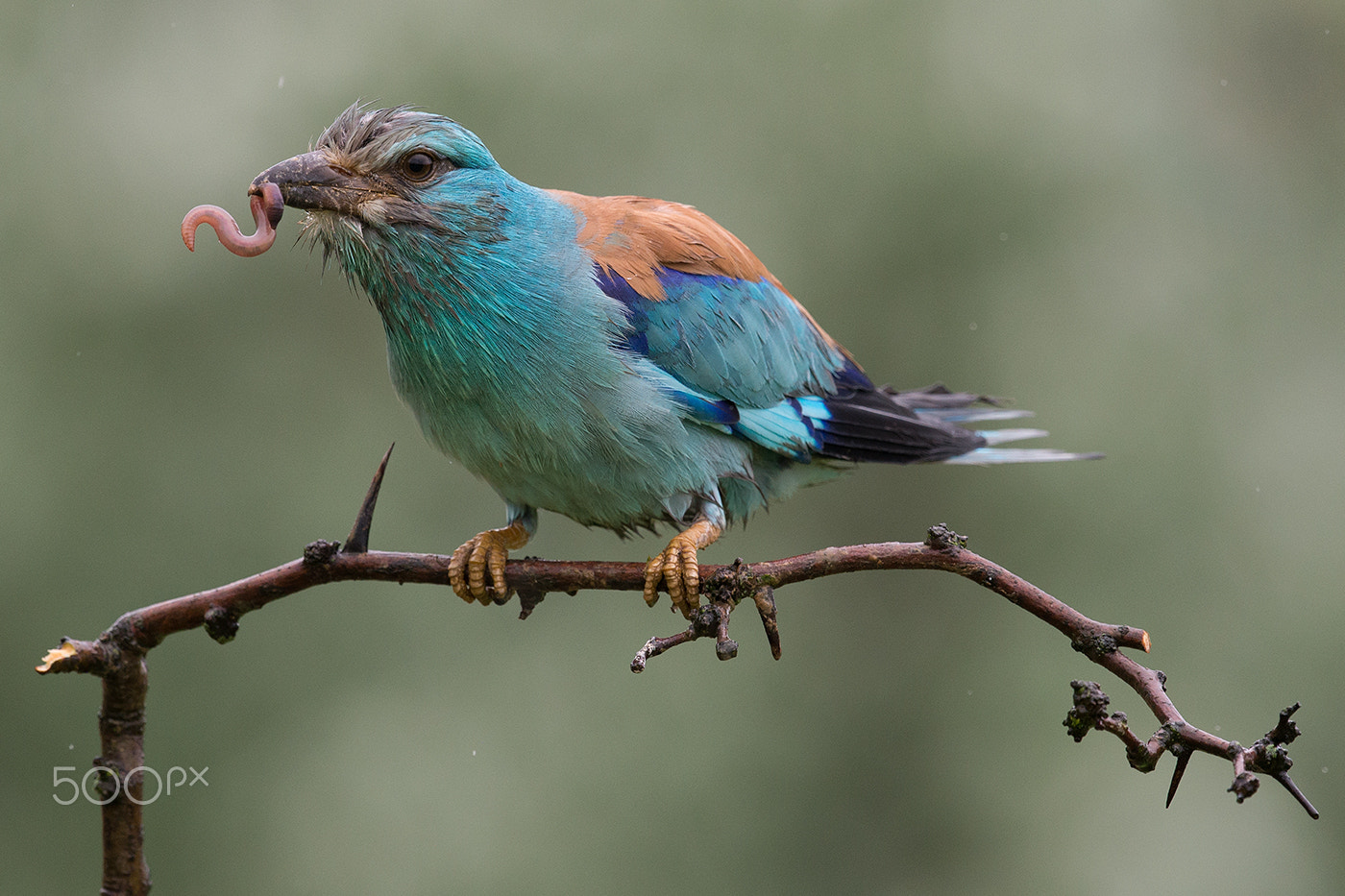 Nikon D600 + Nikon AF-S Nikkor 500mm F4G ED VR sample photo. Europaen roller - the worm photography
