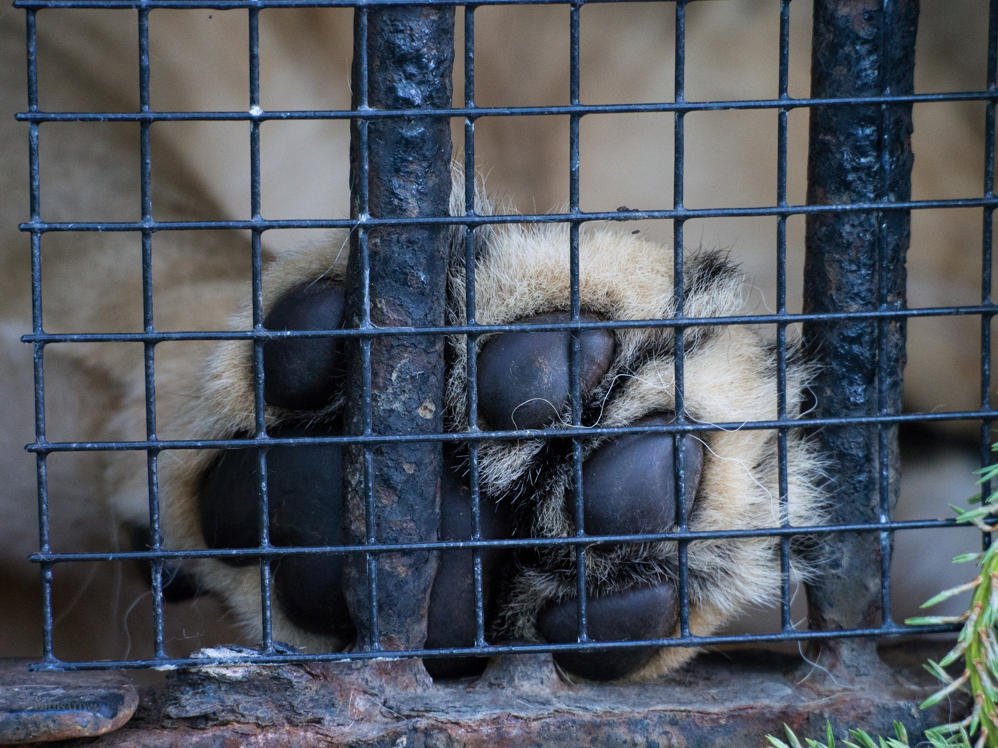 Olympus OM-D E-M5 sample photo. Zoo chronicles #8 photography