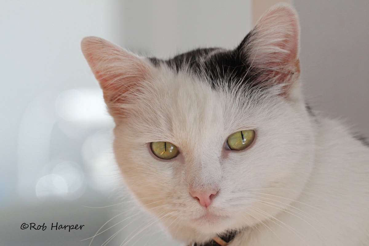 Canon EF 180mm F3.5L Macro USM sample photo. Max photography
