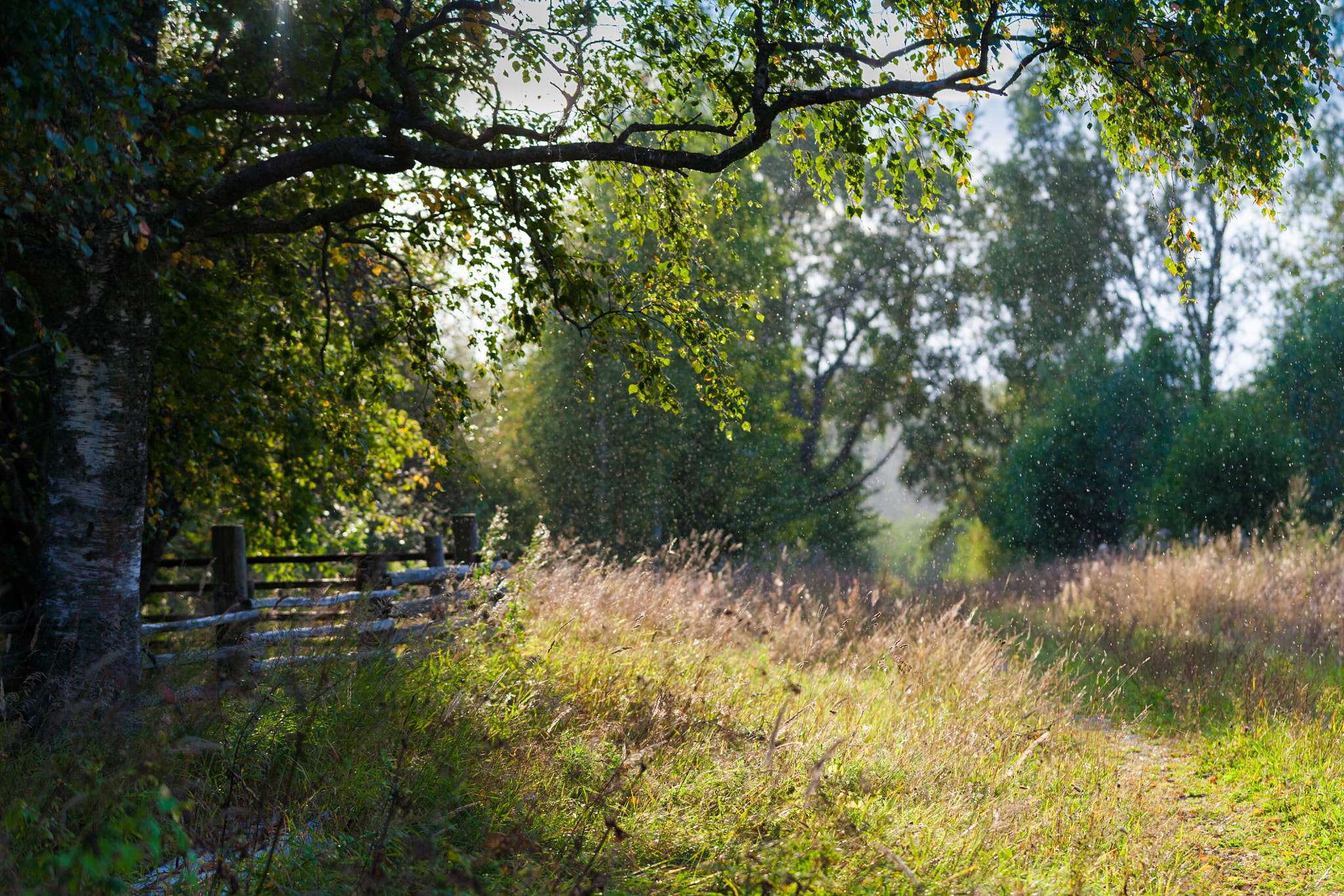 Canon EOS-1Ds Mark II sample photo. *** photography