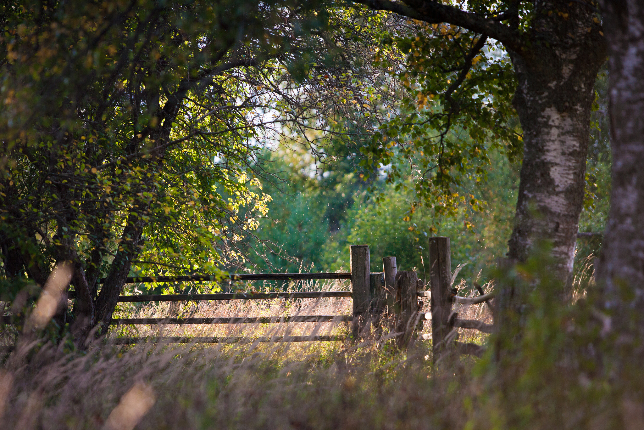 Canon EOS-1Ds Mark II sample photo. *** photography