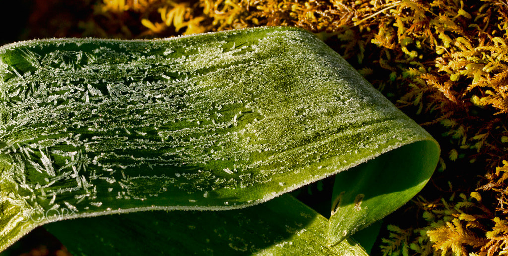Olympus E-5 + OLYMPUS 50mm Lens sample photo. Early morning frost photography