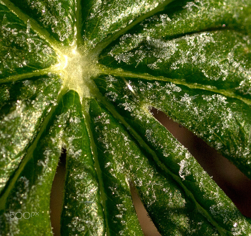 OLYMPUS 50mm Lens sample photo. Frost in the swamp photography